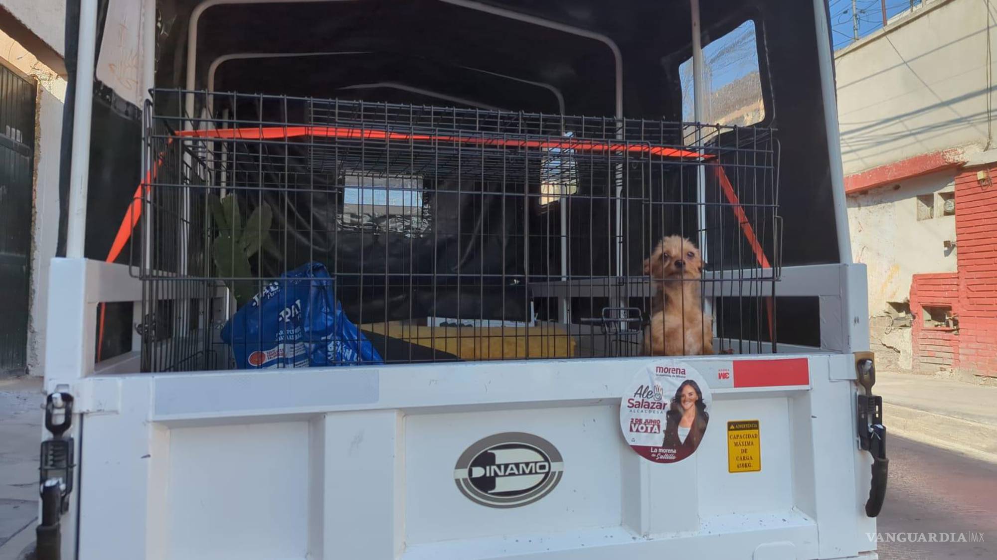 $!Daniel hace un llamado a la comunidad de Saltillo para recibir apoyo en su misión de ayudar a los perros desamparados.