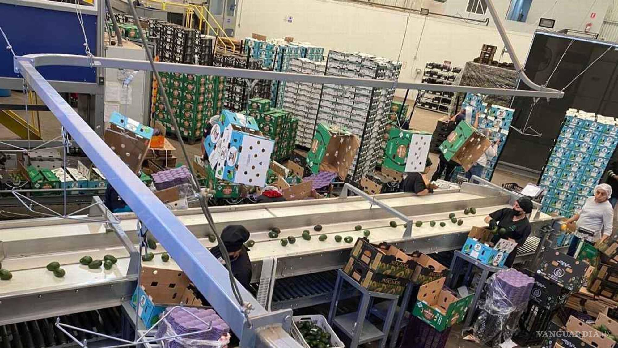 $!Familias enteras intervienen en el proceso del aguacate de exportación, algunos desde la siembra, recolección, empaque y transportación del fruto mexicano a Estados Unidos.
