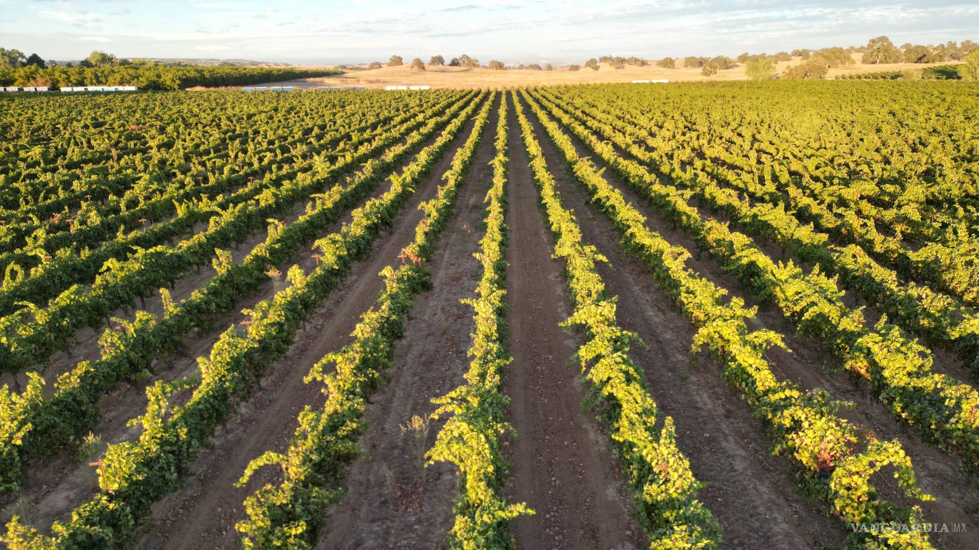 $!Uvas para vino sin vender se alinean en un viñedo de Berryhill Family Vineyards en Clements, California, el 10 de septiembre de 2026.