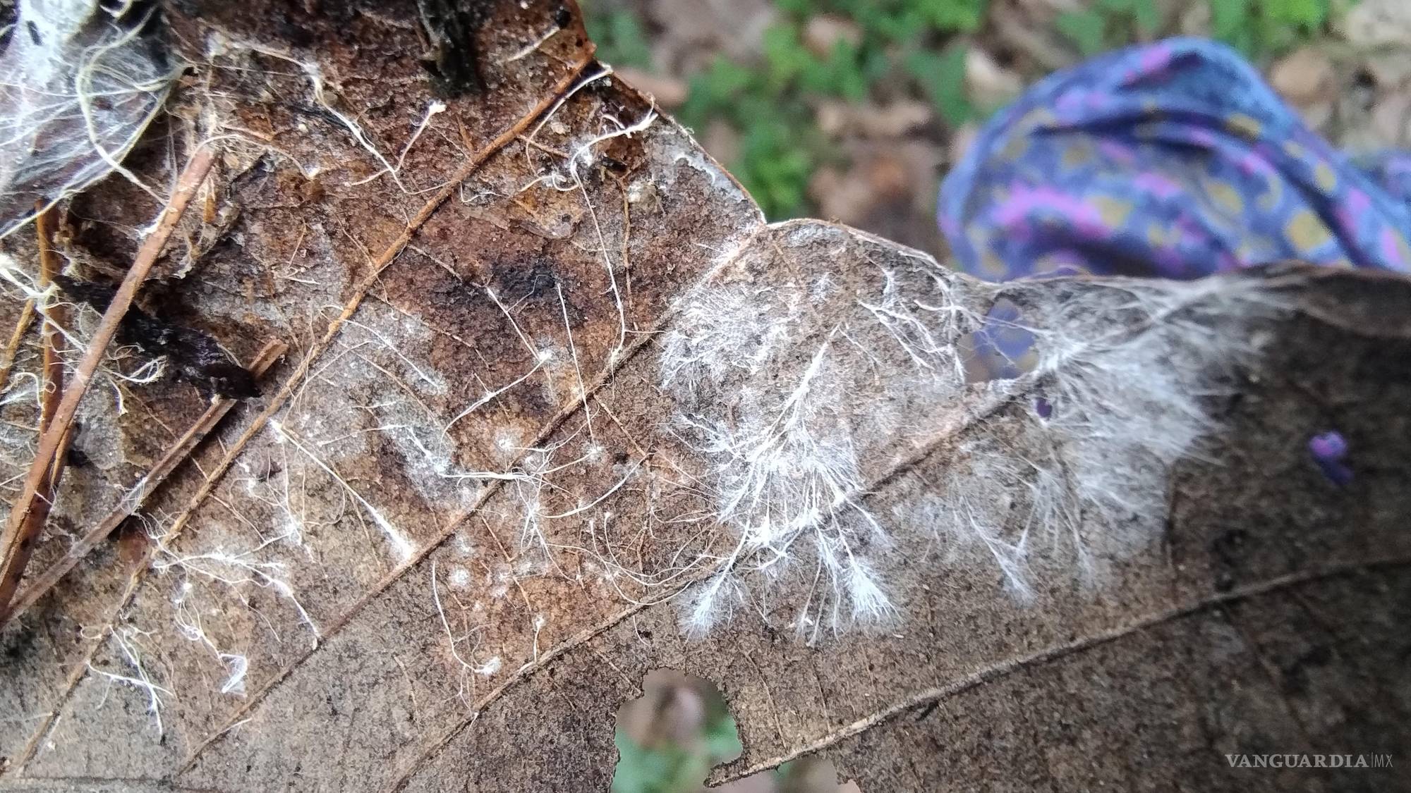 $!Micelio en una hoja seca, Oaxaca 2024.