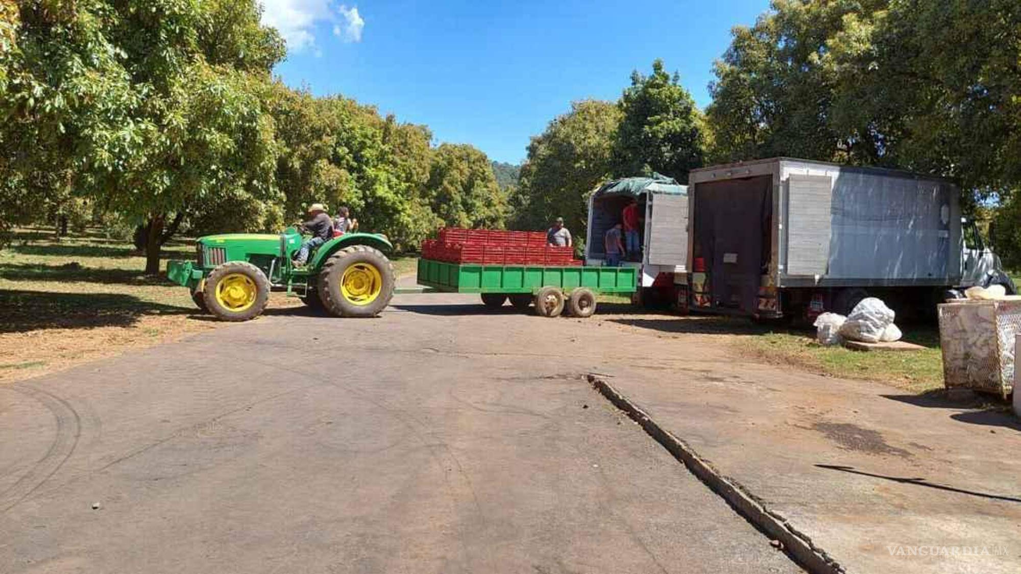 $!Cada siete minutos sale un camión de Michoacán a los Estados Unidos con 132 mil aguacates, en la temporada del Super Bowl. Un cargamento tiene un valor de hasta 100 mil dólares.