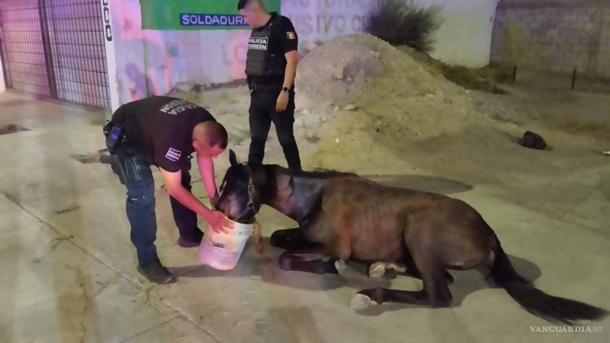 $!Cada rescate cuenta: detrás de cada animal hay una historia de abandono o crueldad.