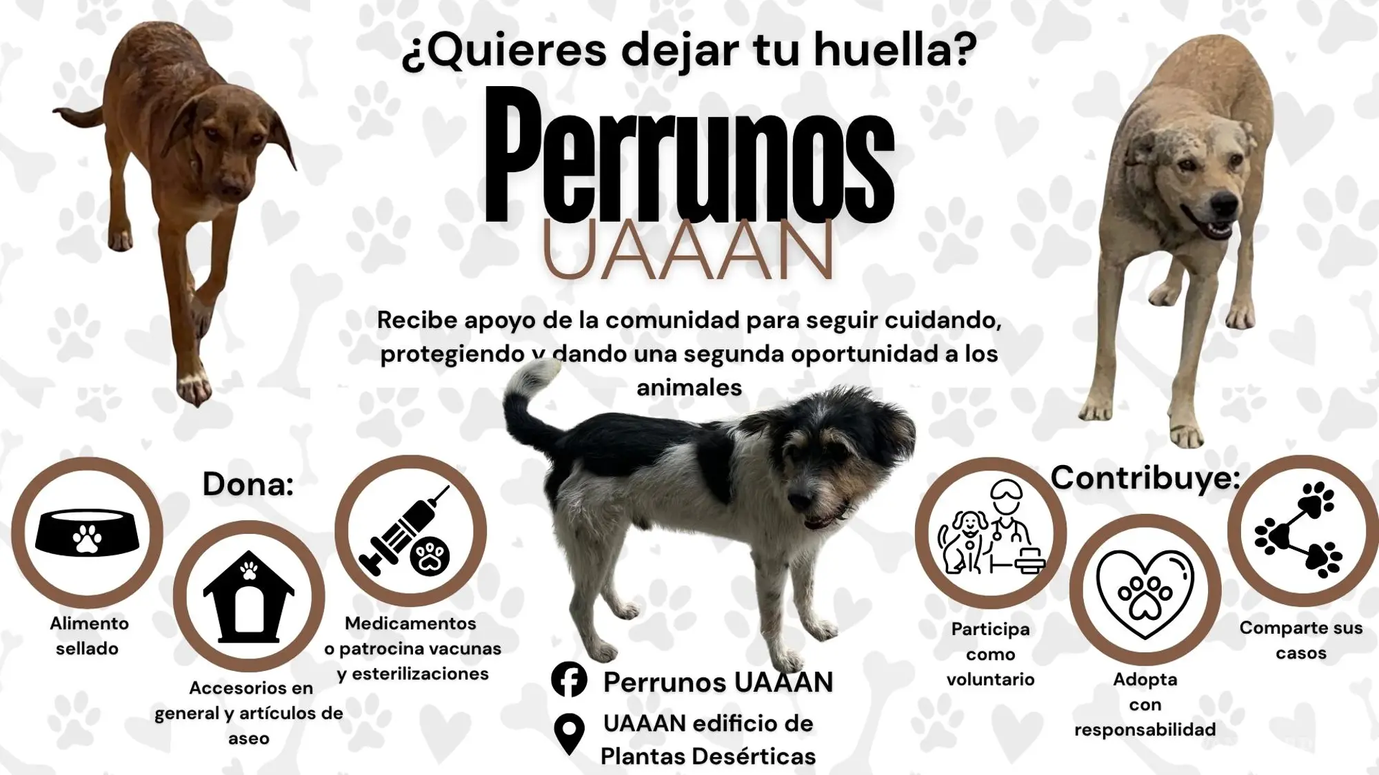 $!Deja tu huella Perrunos UAAAN - Bellota, Shaggy y Cebollín