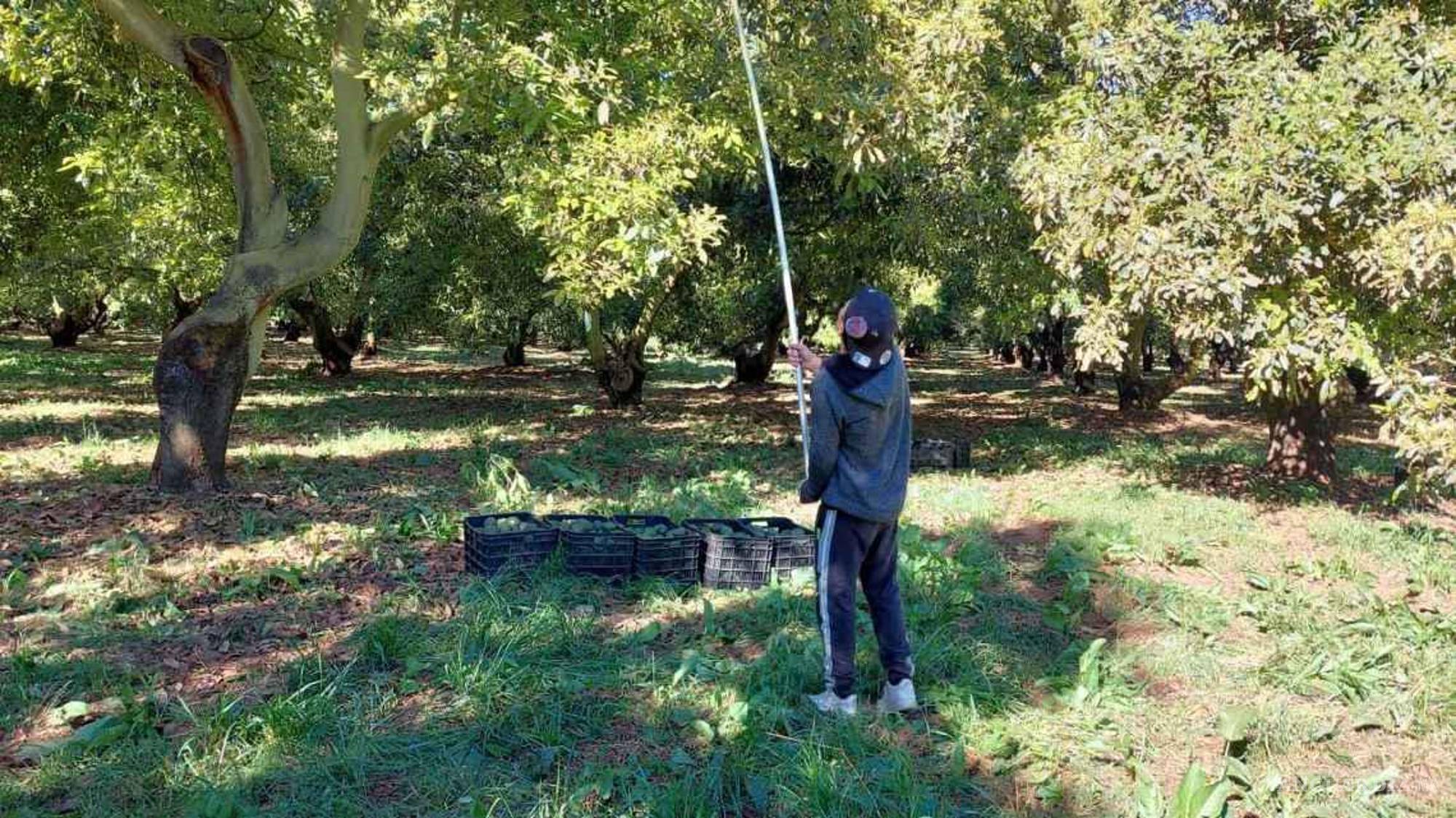 $!Un árbol de aguacate tarda entre cinco y diez años en alcanzar su madurez y está vigilado desde que la huerta es un puño de tierra, hasta que llega a los puntos de venta.