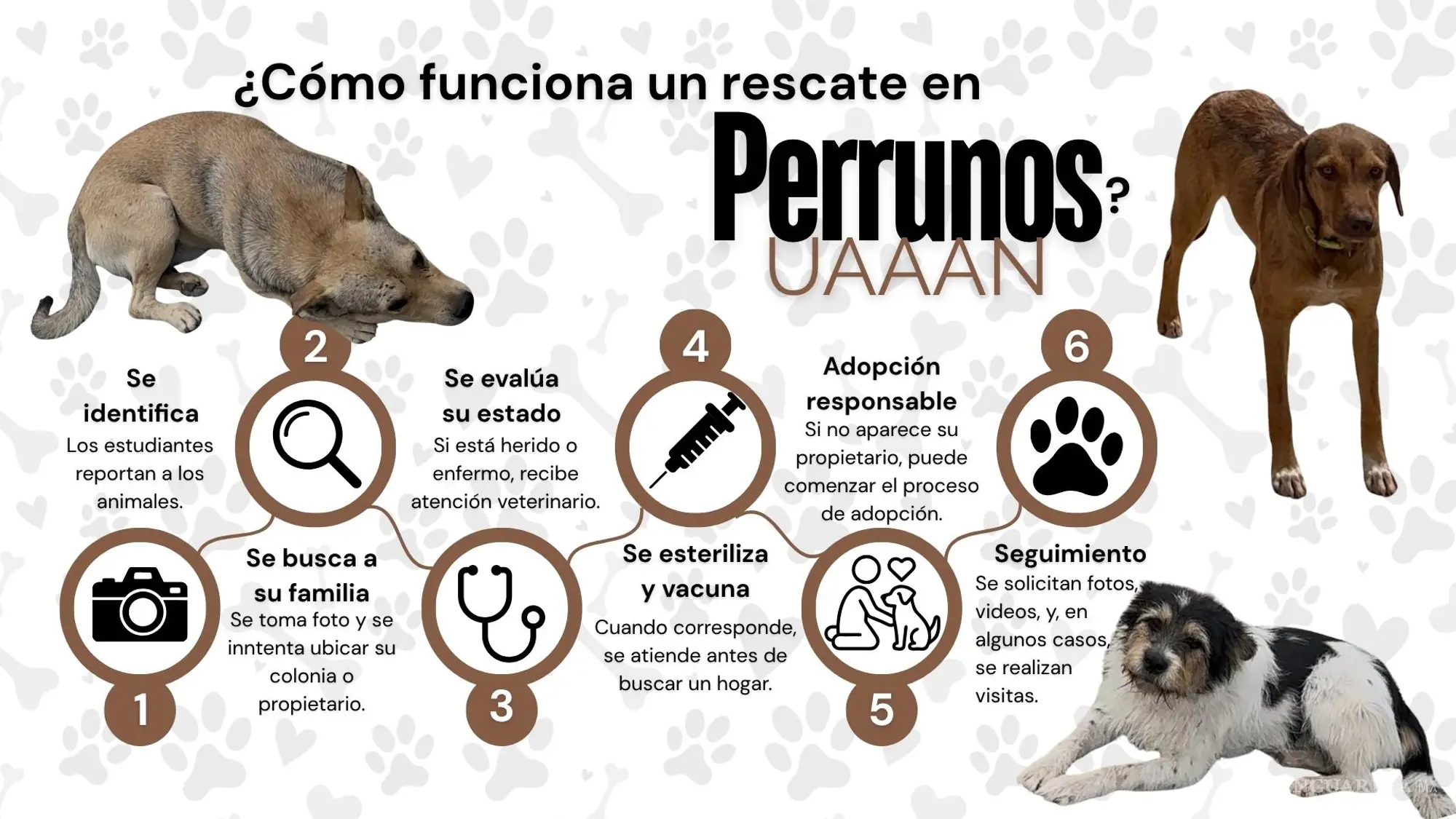 $!Adopciones Perrunos UAAAN - Cebollín, Bellota y Shaggy