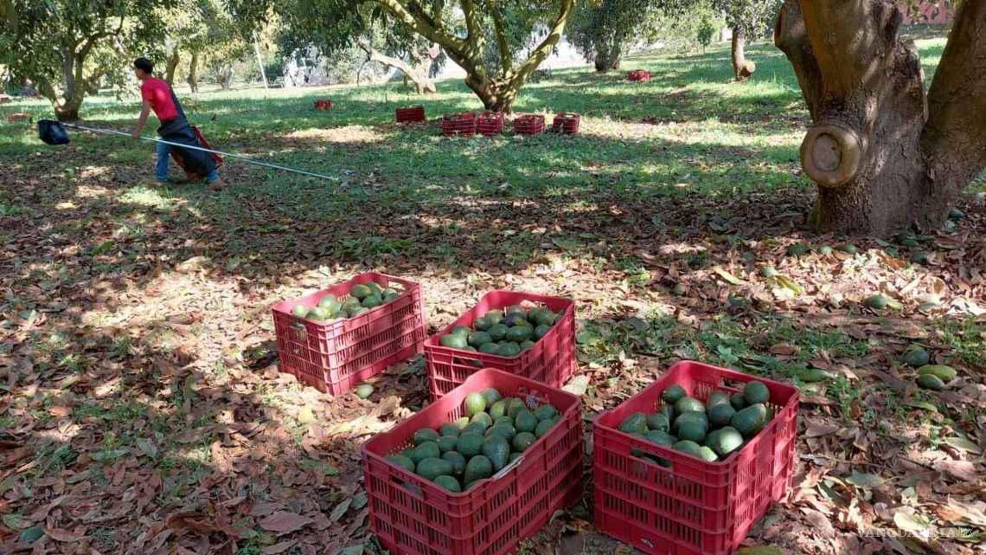 $!En Michoacán el Super Bowl inicia seis semanas antes de la patada inicial. Familias enteras se despiertan a las siete de la mañana para cortar el aguacate, empacarlo y enviarlo.