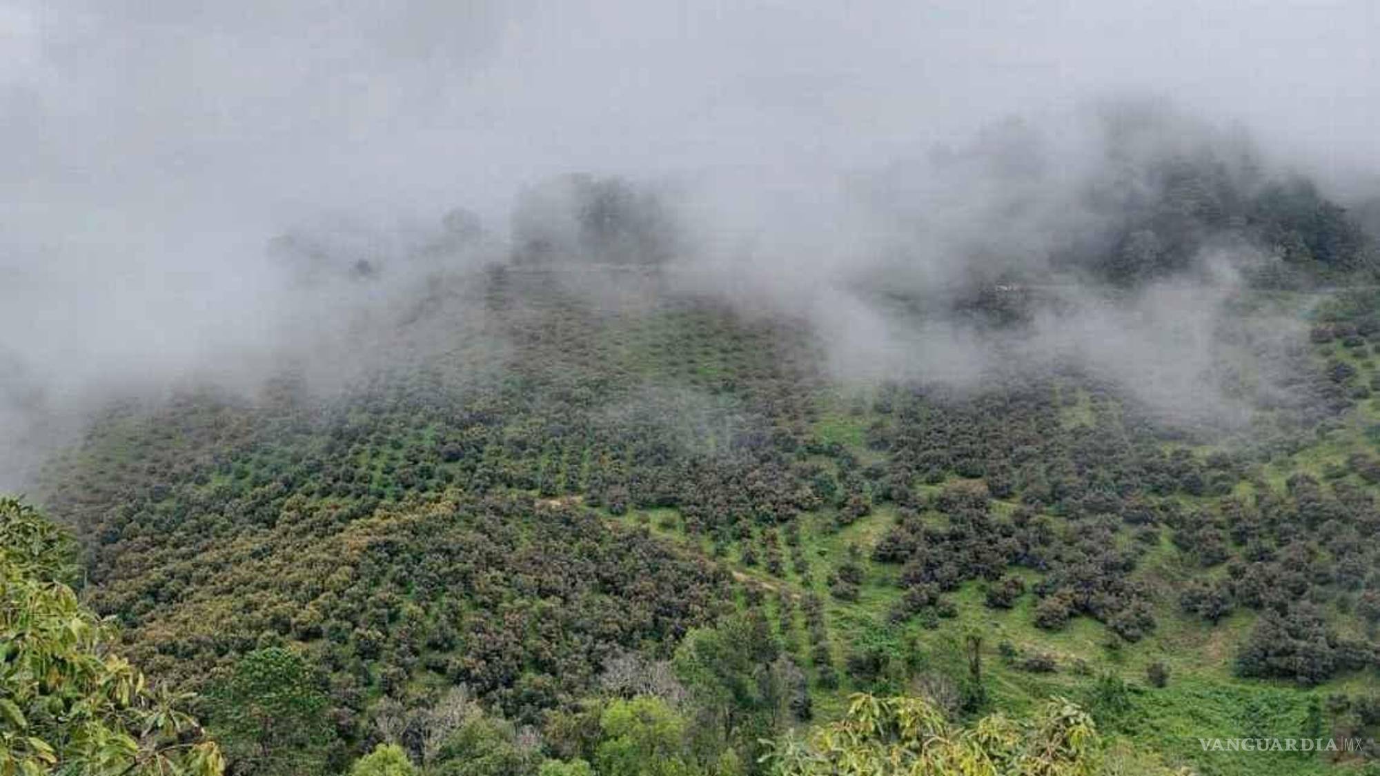 $!Huertas de aguacate en Michoacán, lugar de origen de alrededor del 80% del fruto que se exporta de México a los EUA.