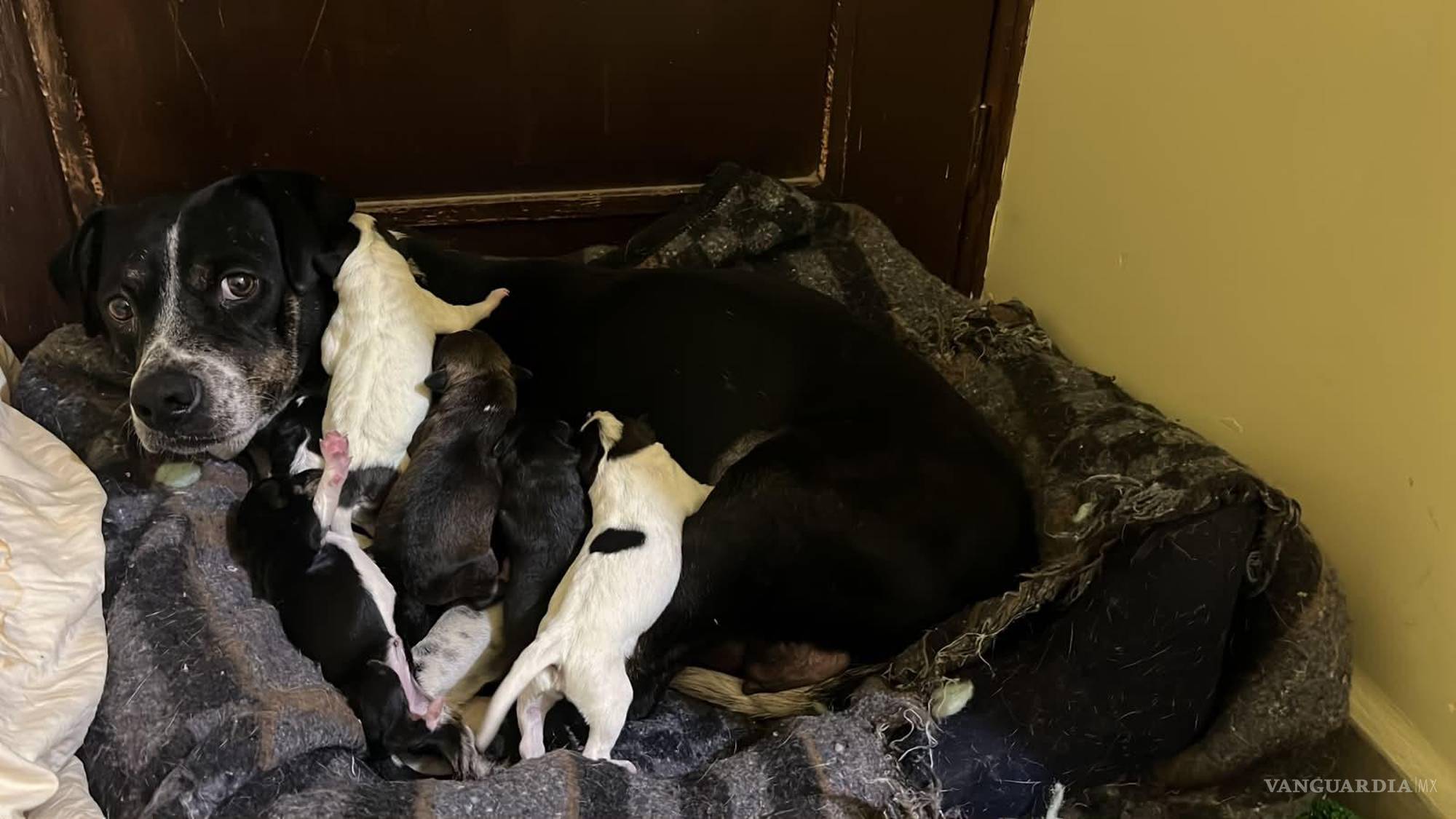 $!Jacinta acompañó a sus cachorros mientras empezaban a descubrir el mundo. Después, cada uno encontró una familia adoptiva.
