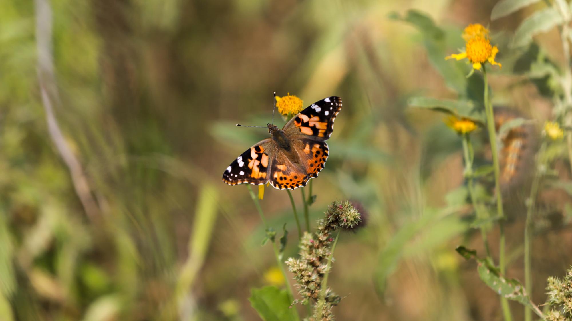 $!Actualmente en Saltillo se pueden ver estas mariposas que podrían confundirse con monarca.