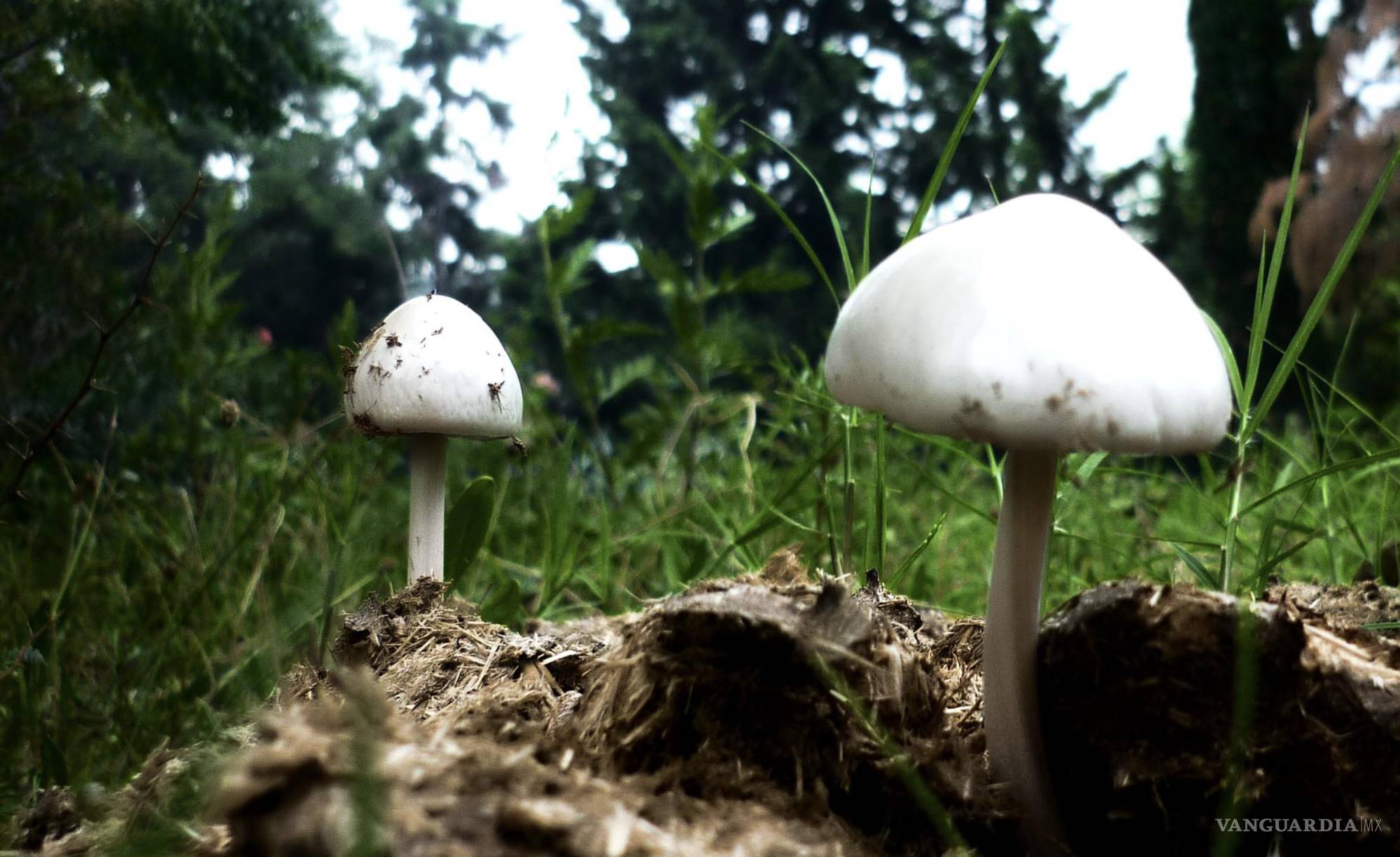 Salir del jardín a la sierra de Saltillo para redescubrir los hongos, esos maestros de la resiliencia