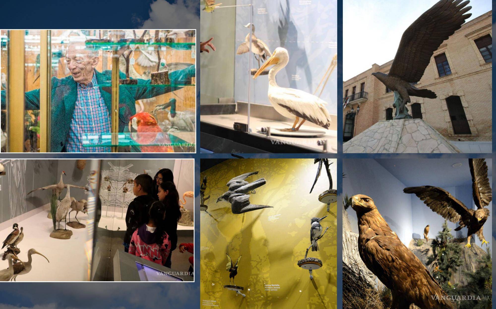 31 datos y curiosidades del Museo de las Aves de México en Saltillo 