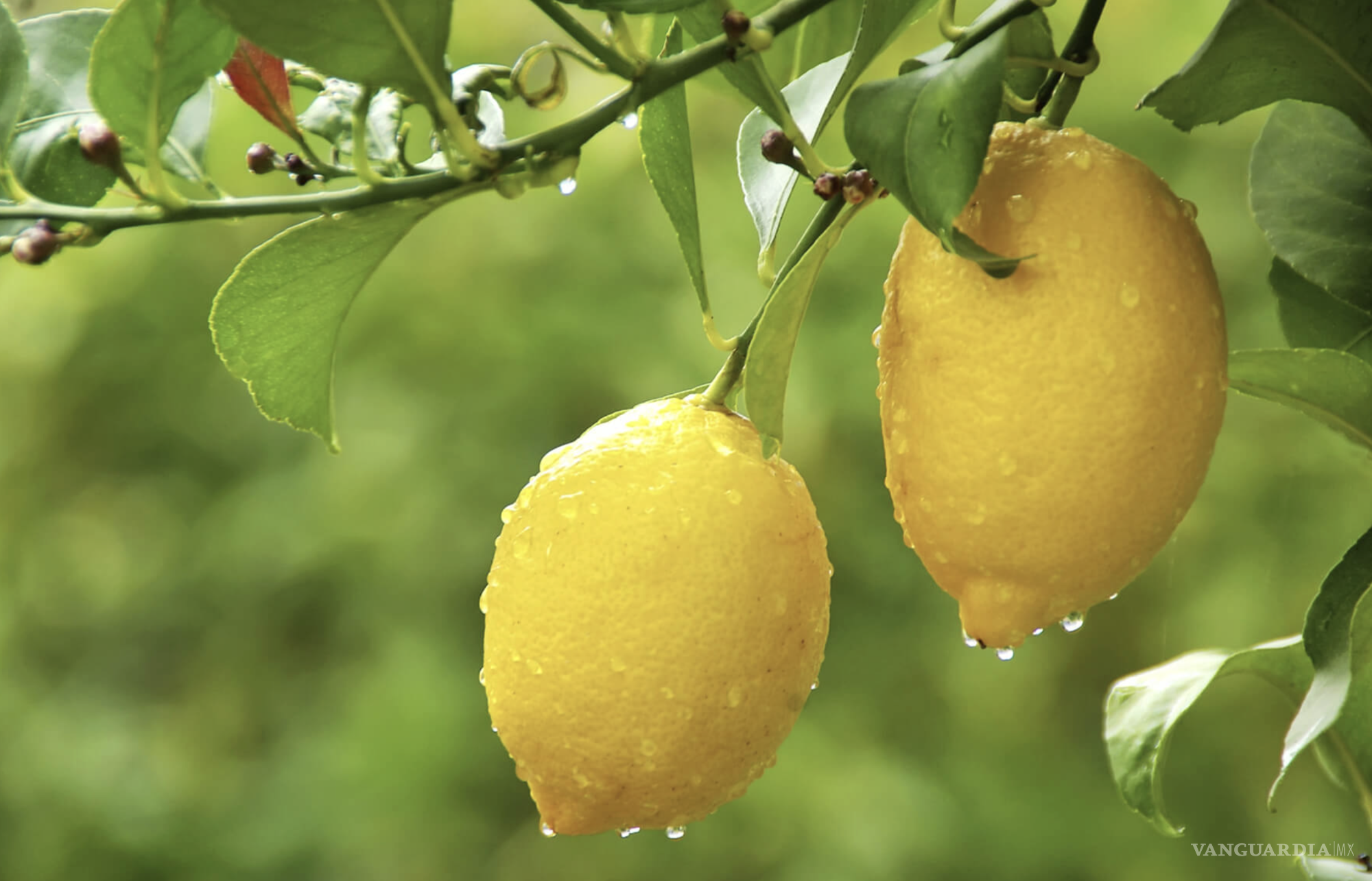 Limón Eureka: la joya amarilla que transforma cualquier receta