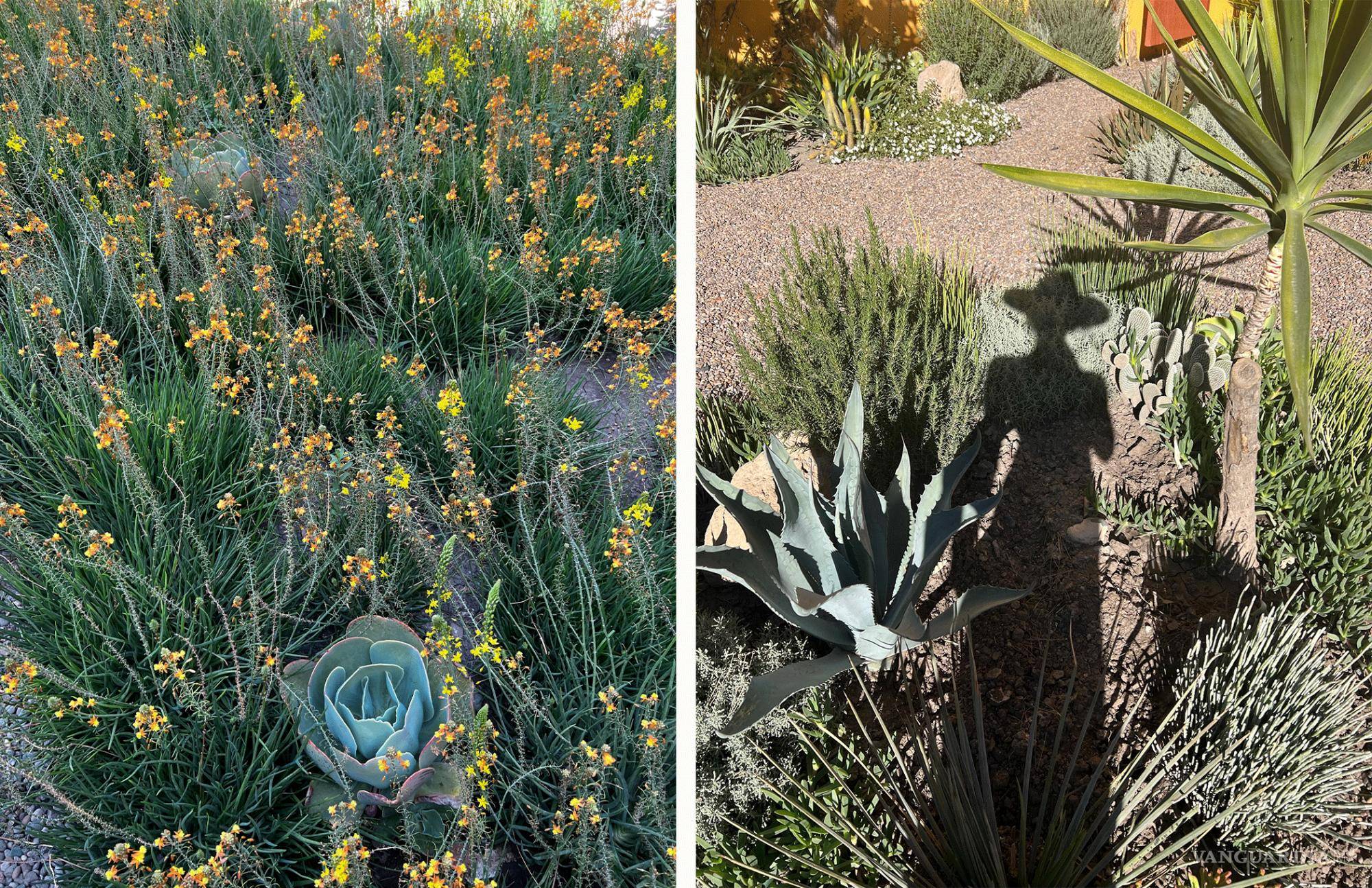 $!Estudió en la Escuela de Horticultura del Jardín Botánico de Nueva York.
