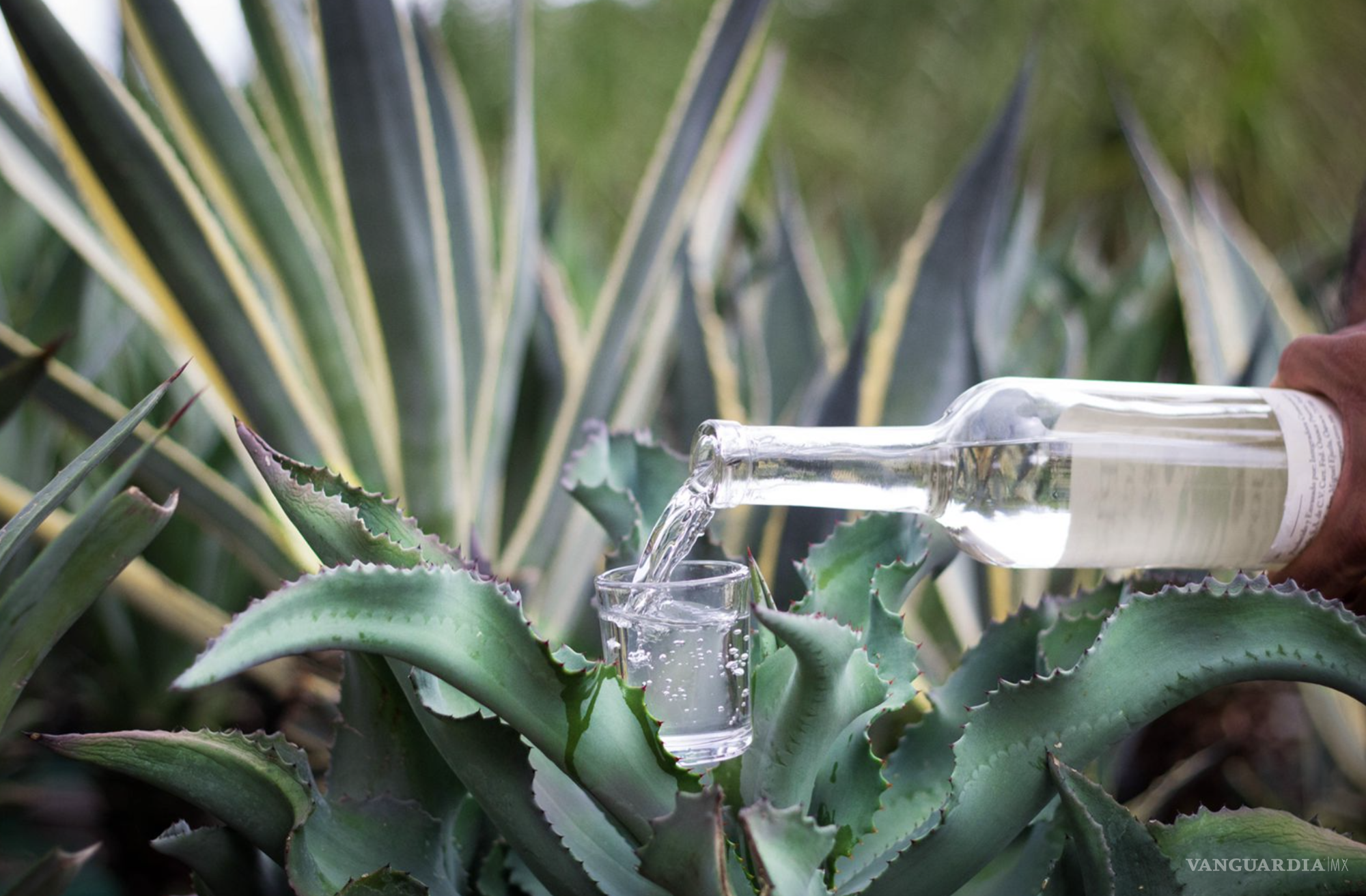 Mezcal: La bebida ancestral que conquista al mundo desde México