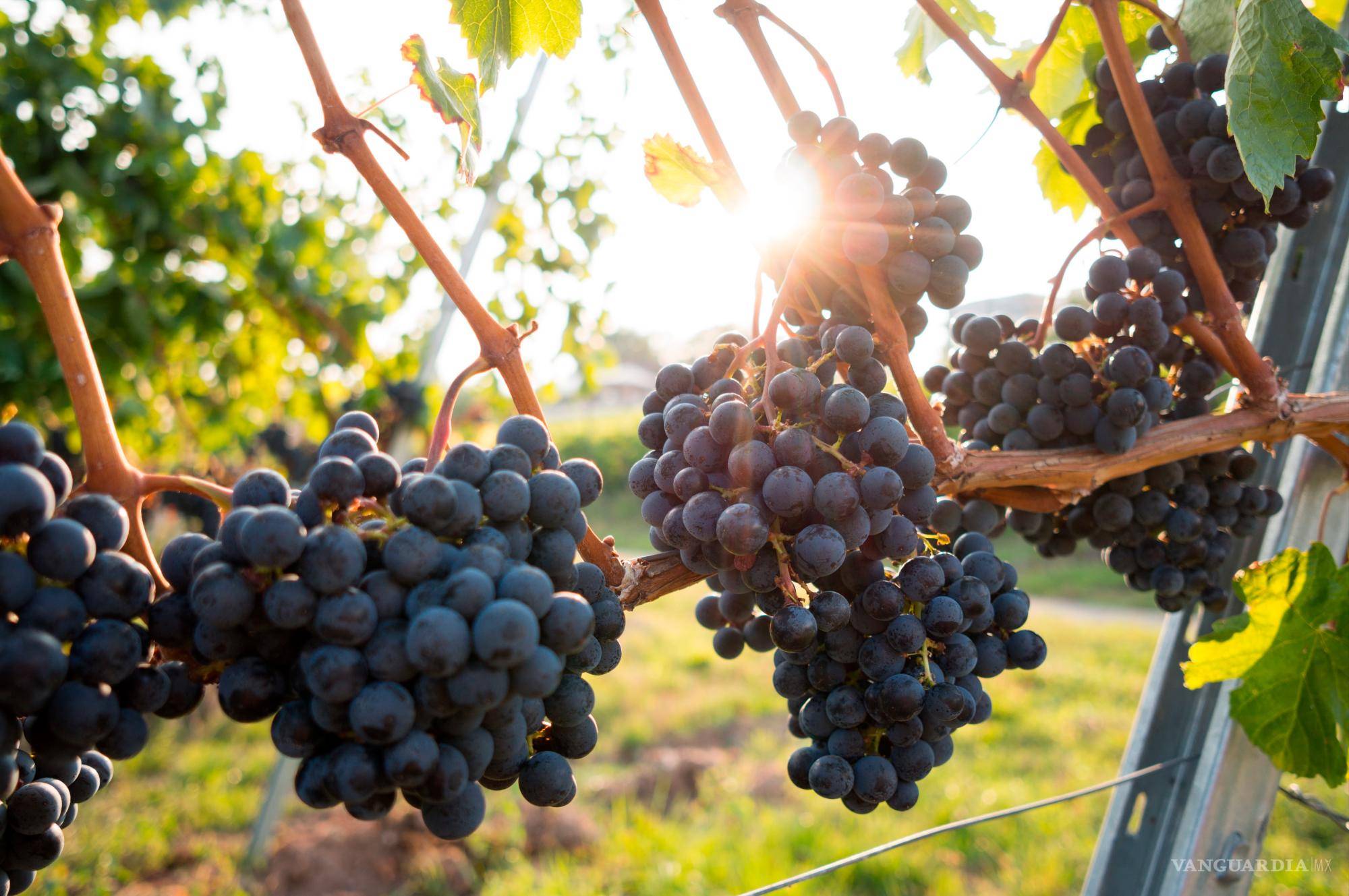 $!En la etiqueta de Tinterra se esconden muchos secretos, incluso algunos que aún no descubrimos sobre las codiciadas uvas del Valle de Guadalupe.