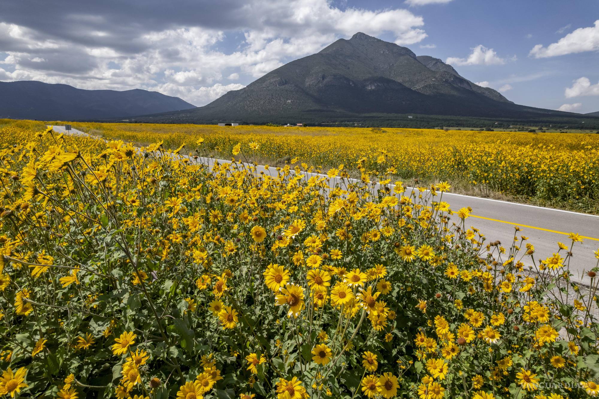 Pocolote, la flor silvestre que se ‘disfraza’ de girasol pero es una planta invasora