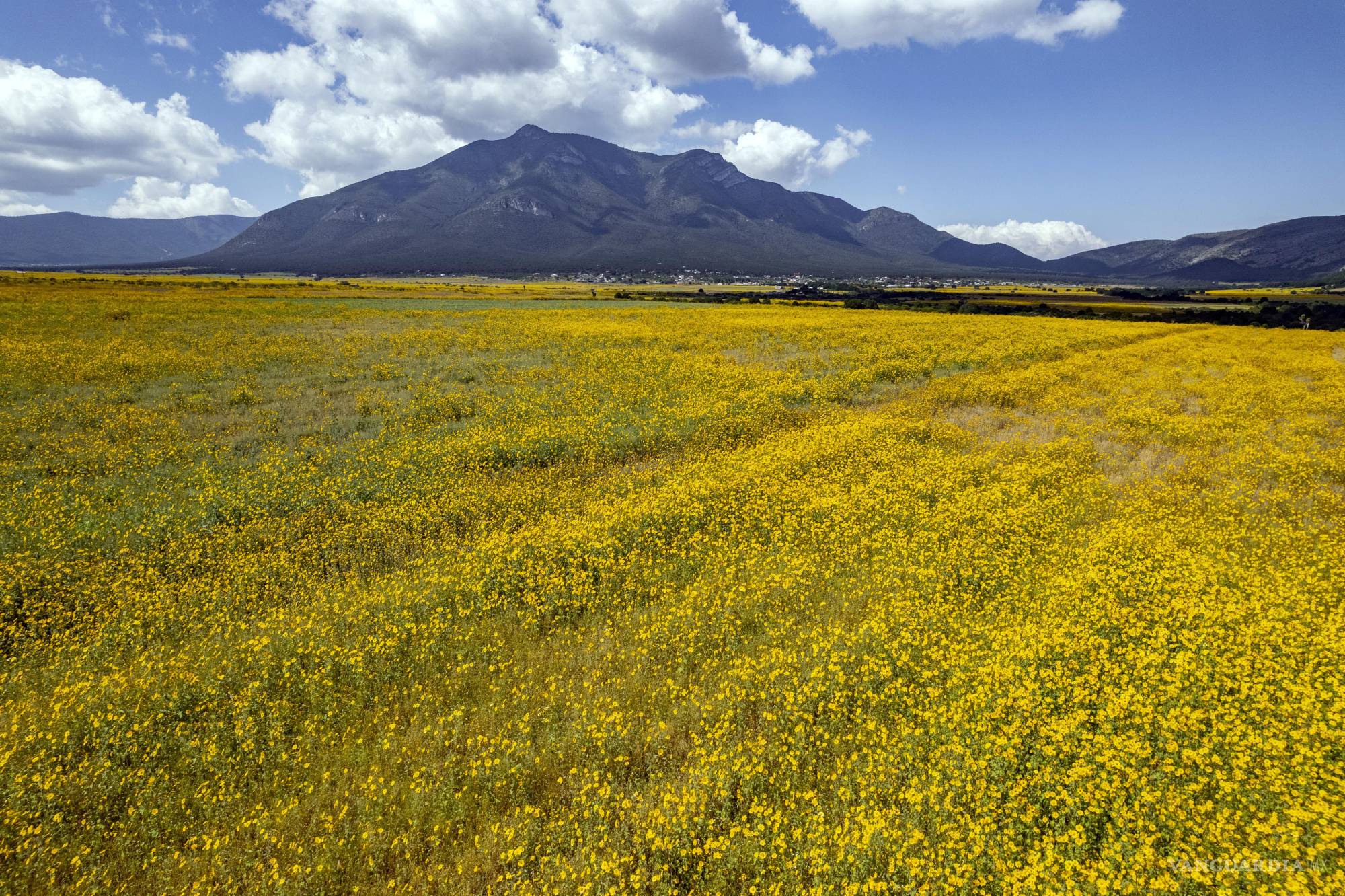 $!El “polocote” es una flor, familiar a los girasoles, y que puede convertirse en una plaga que amenaza los cultivos cuando se presenta épocas de mucha lluvia.