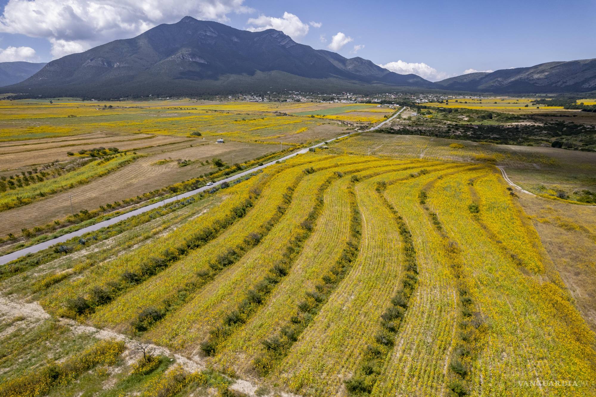 $!Según el Dr. Valdés Oyervides, de la Universidad Autónoma Agraria Antonio Narro, el pocolote pertenece a la misma especie que el girasol cultivado, pero sus flores son mucho más pequeñas.