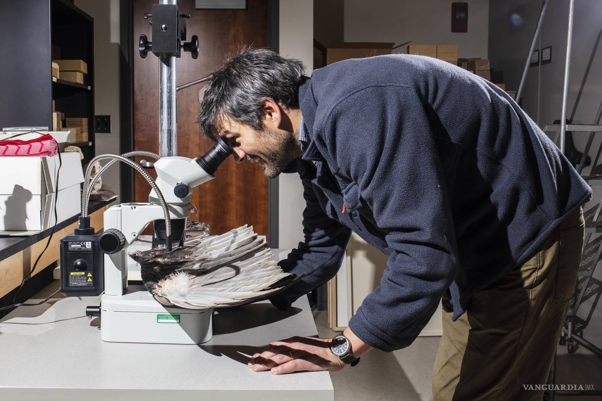 $!El investigador examina a detalle la estructura de las plumas; estos estudios buscan entender cómo las señales mecánicas se traducen en información para el ave.