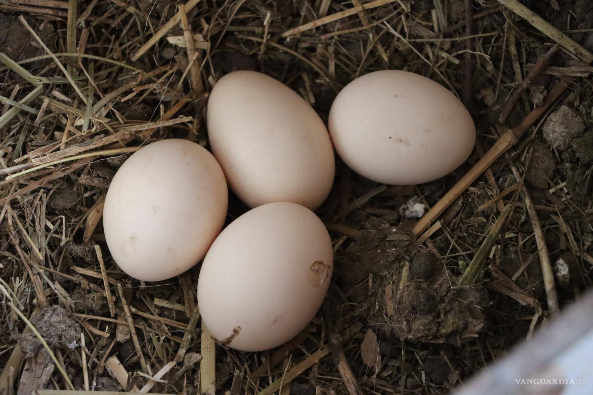 $!Don Ricardo dice que los huevos orgánicos de gallinas criadas en libertad que se compran en el supermercado no se comparan con los que él recoge cada día de su gallinero.