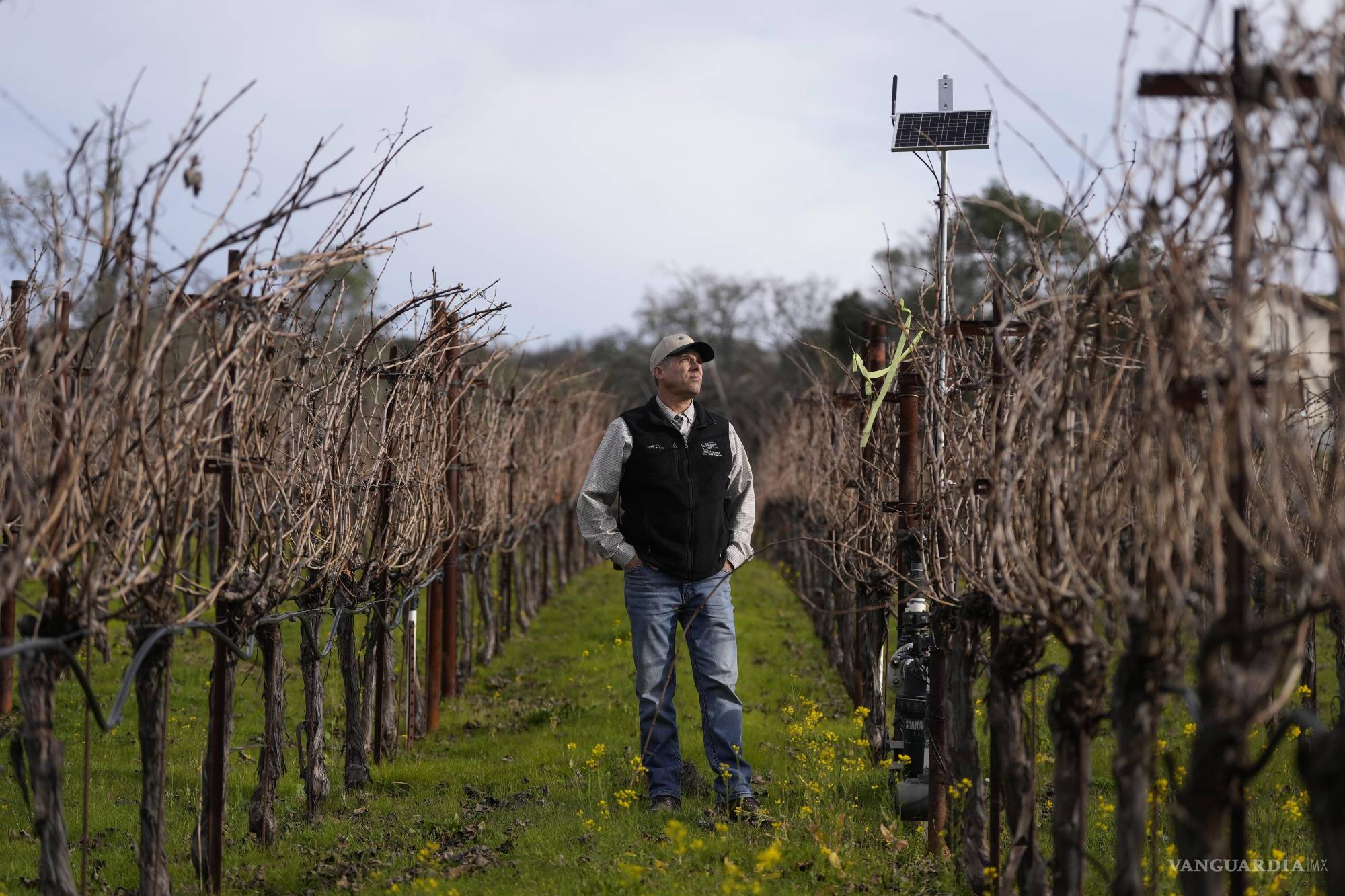 La inteligencia artificial ayuda a mejorar tu vino