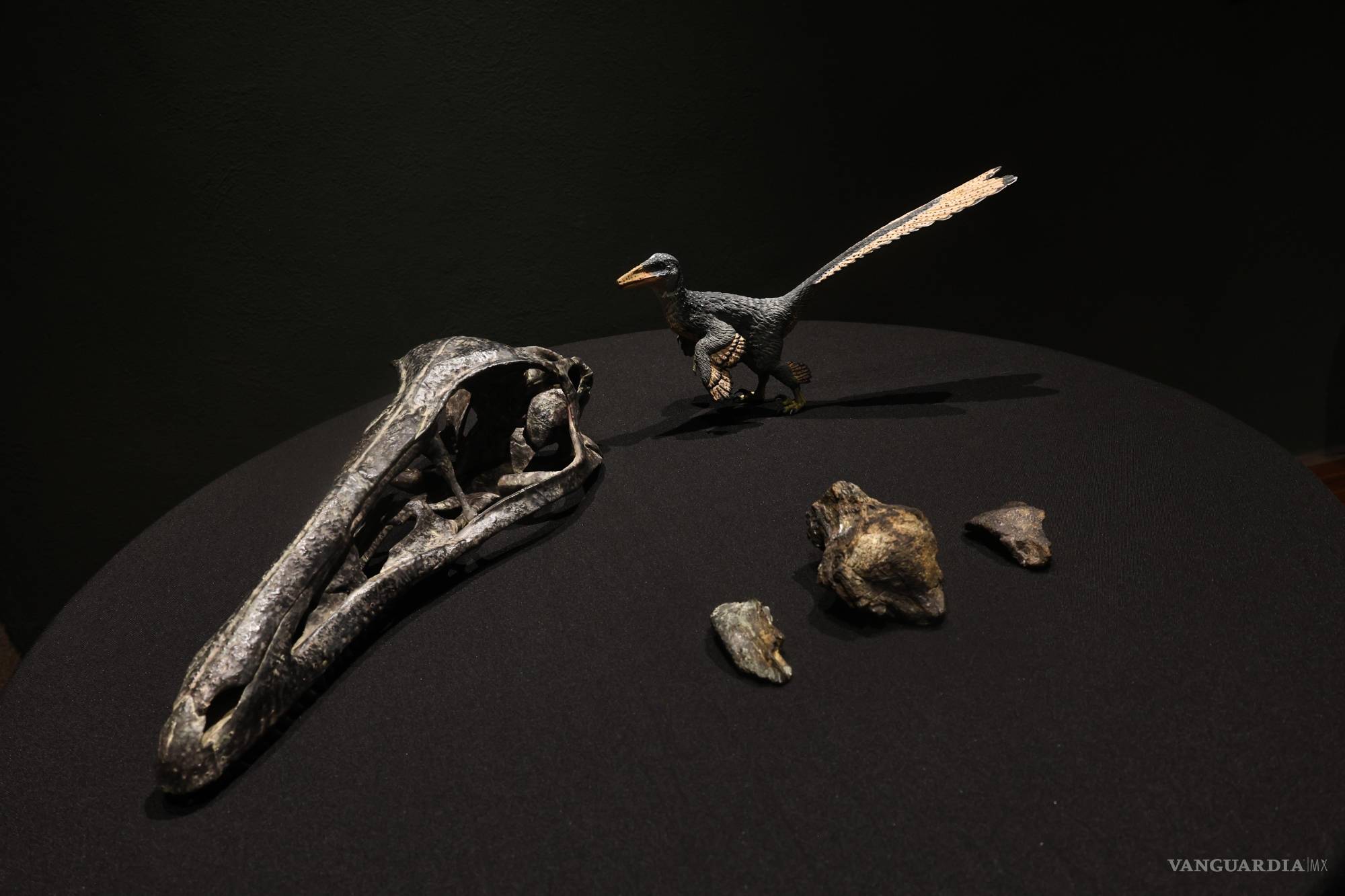 $!El hallazgo del Xenovenator espinosai fue publicado en la revista científica Diversity, marcando un avance relevante en el estudio de la evolución de los dinosaurios en Norteamérica.