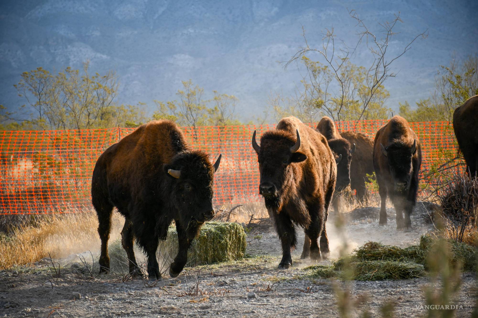 Recibe Cuatro Ciénegas 44 bisontes americanos; visitas abrirán este 2025 (foto y video)