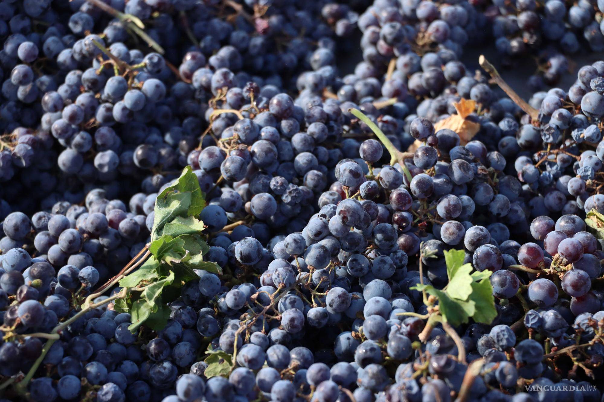 $!La vendimia 2023 promete gran sabor en las nuevas botellas.