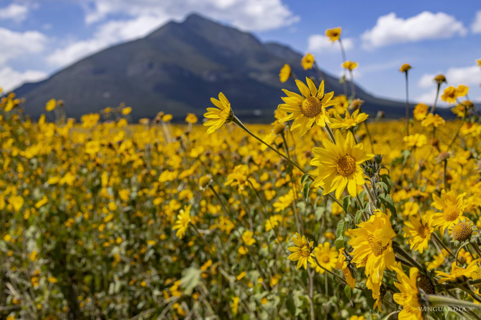 $!Aunque a simple vista se asemejan a girasoles, estas plantas silvestres invasoras se conocen localmente como pocolote y su nombre científico es Helianthus annuus.