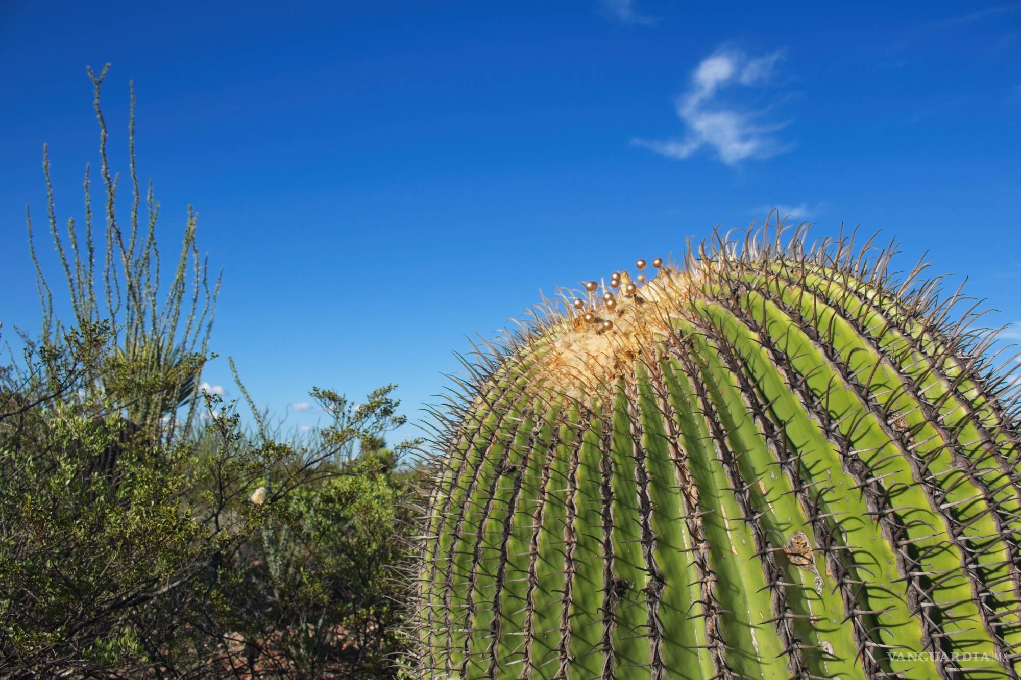 Artista coahuilense Mercedes Aqui lleva imágenes del desierto de Wirikuta al Met de Nueva York