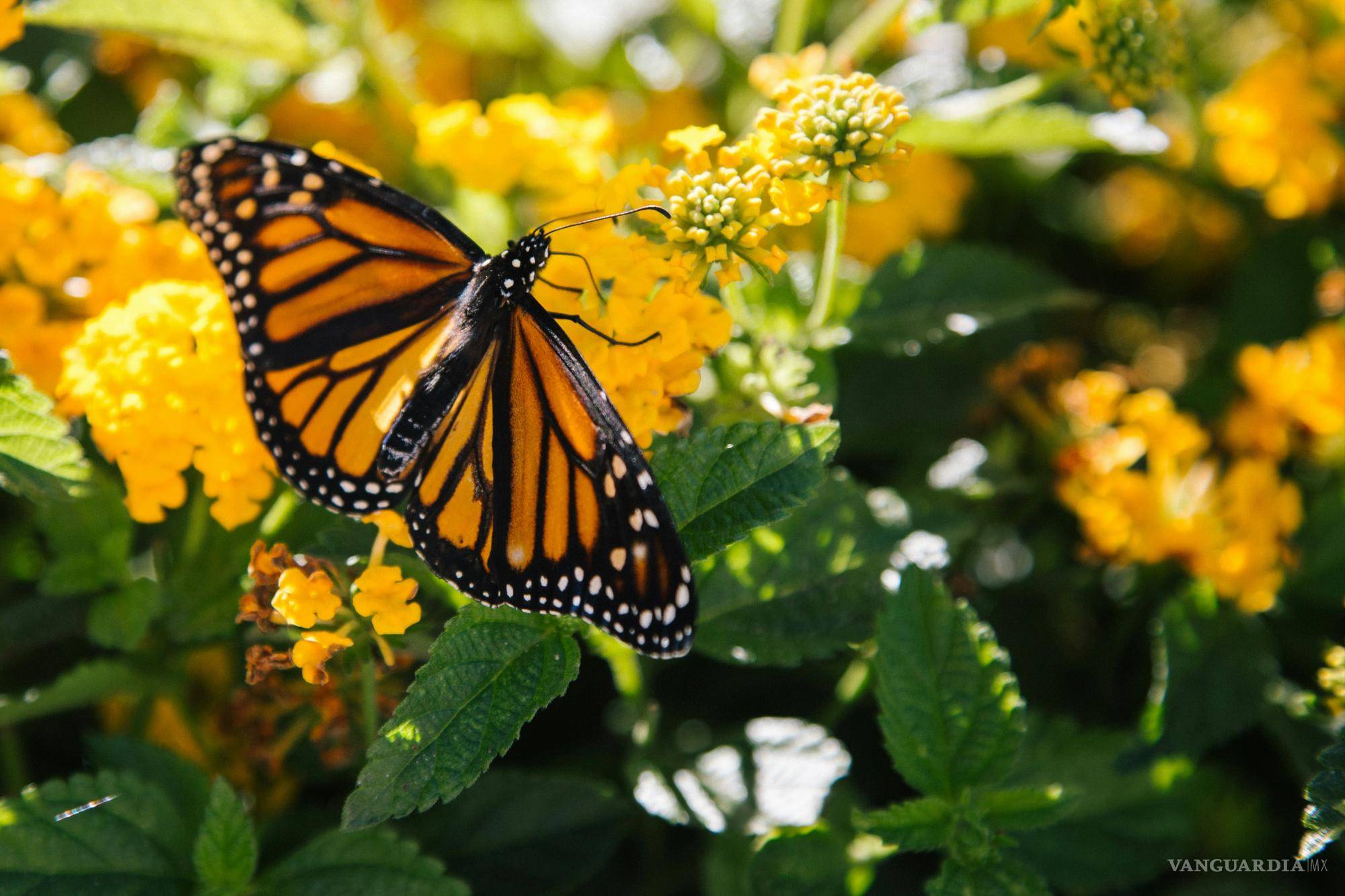 Saltillo recibe a las primeras Mariposas Monarca pese a pronósticos adversos