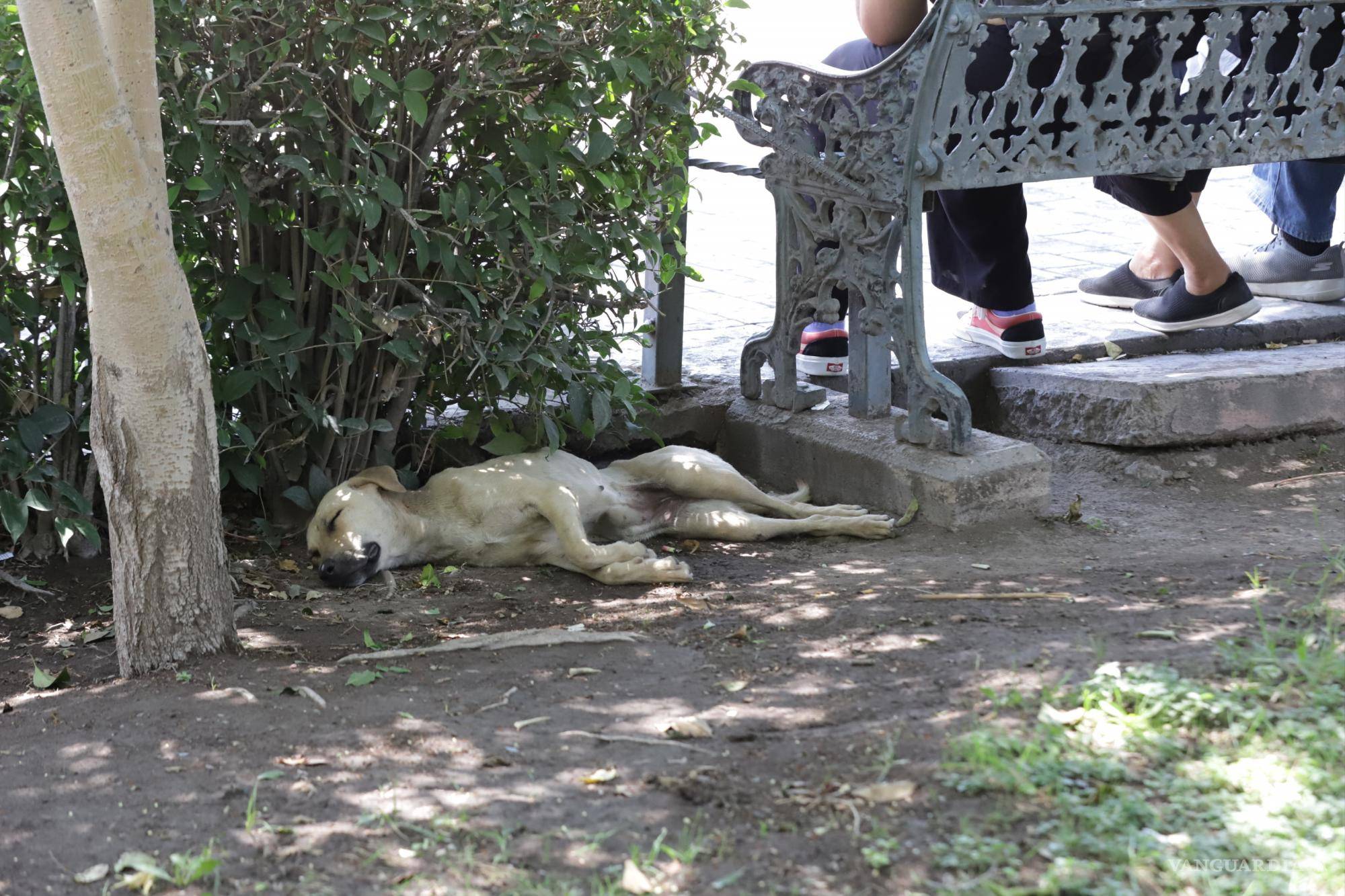 $!Es importante vigilar los signos de golpe de calor en tu mascota.