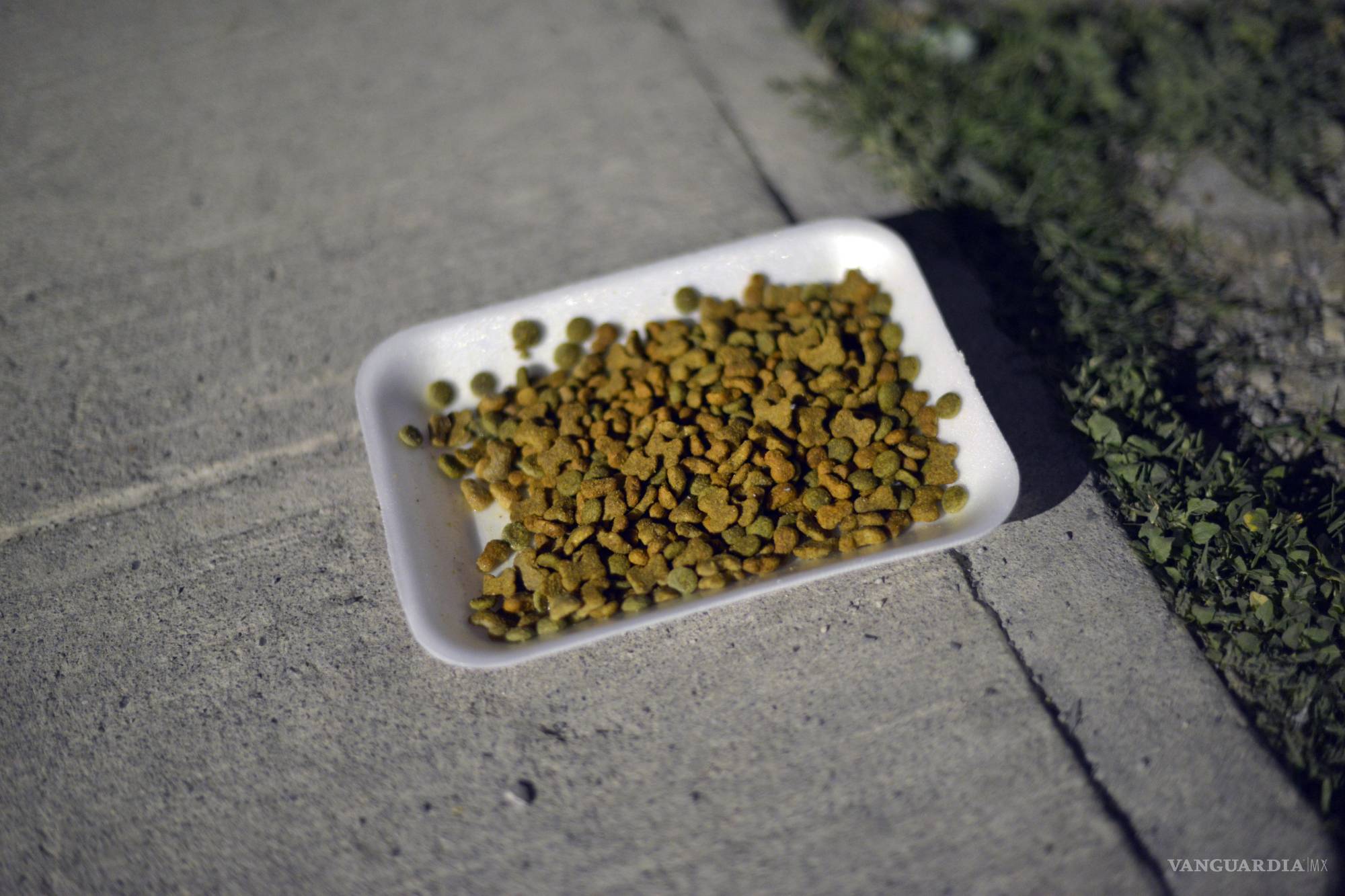 $!Jesús deja agua y alimento en zonas estratégicas para evitar que los perros extraviados huyan antes de ser ubicados.