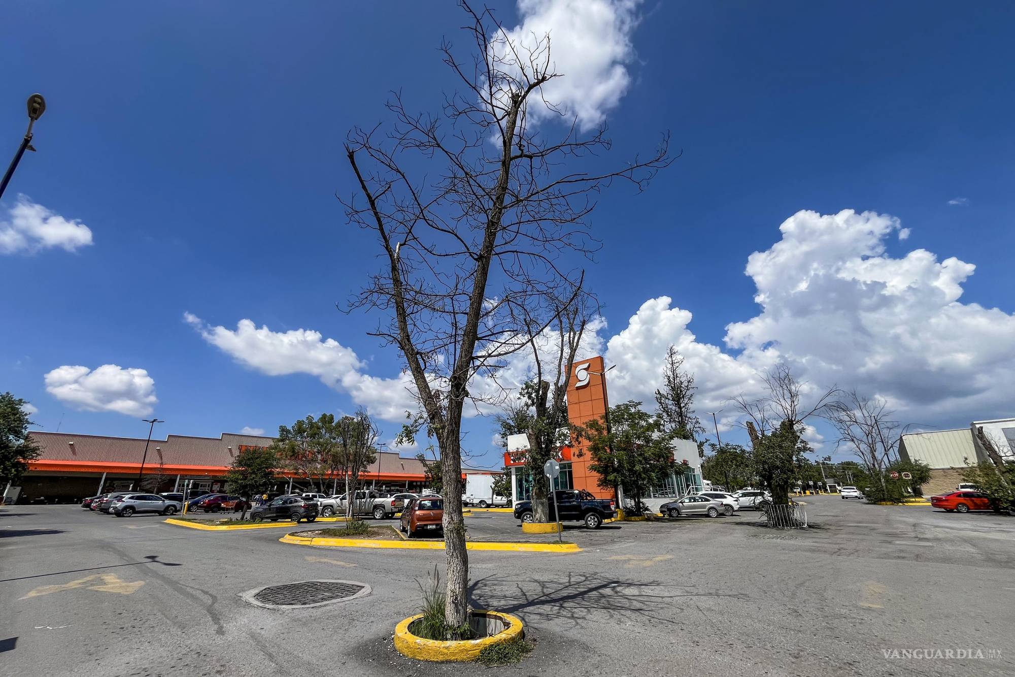 $!Muchos de los árboles que hay se encuentran en condiciones similares al de este registro.