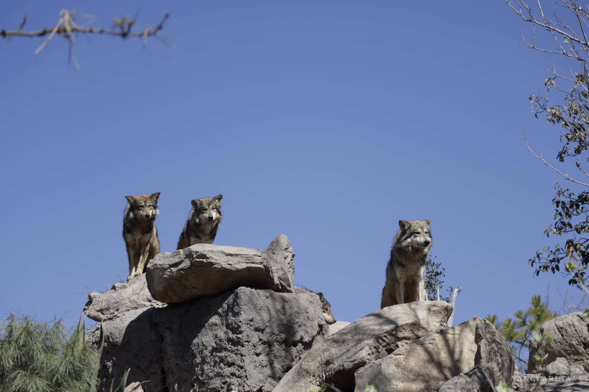 $!Los animales podrían tener estrés si las bocinas que emiten el sonido estuvieran en una corta distancia de los albergues y en un alto volumen. “Pero te digo, los eventos del parque aquí en el museo ni cuenta te das”, dijo el director del área de Vida Silvestre del MUDE.