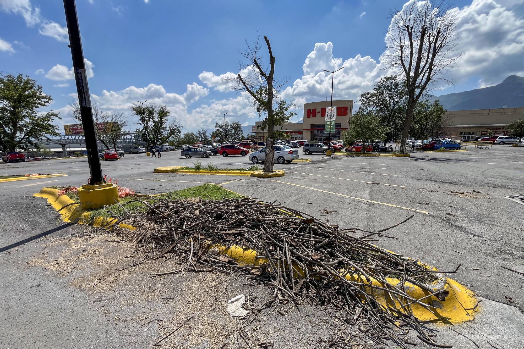 $!El descuido de estas especies ha sido constante y paulatino, al grado de que ya hay varios ejemplares completamente secos.