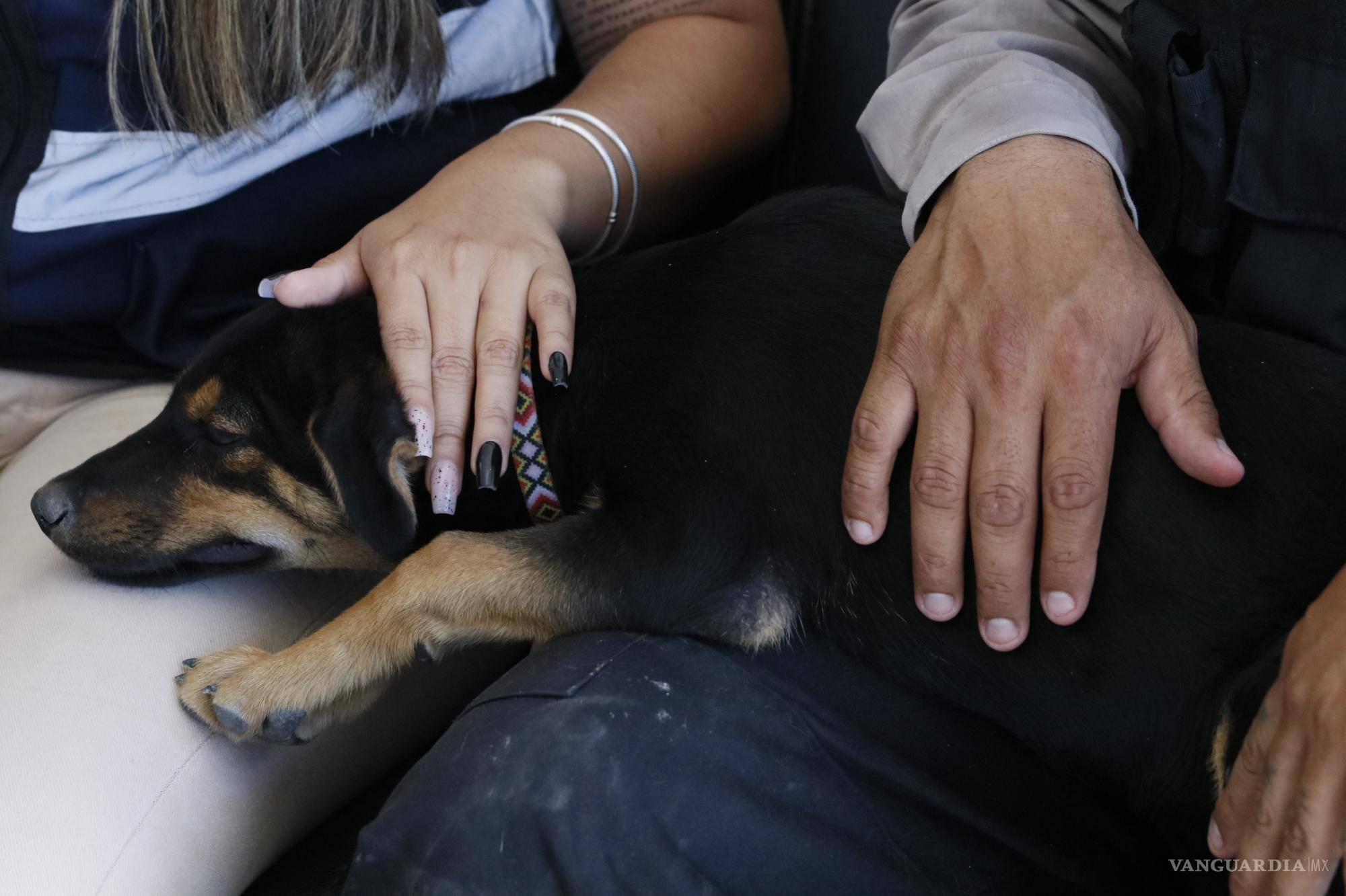 $!La cachorrita es muy querida por los trabajadores de la planta.