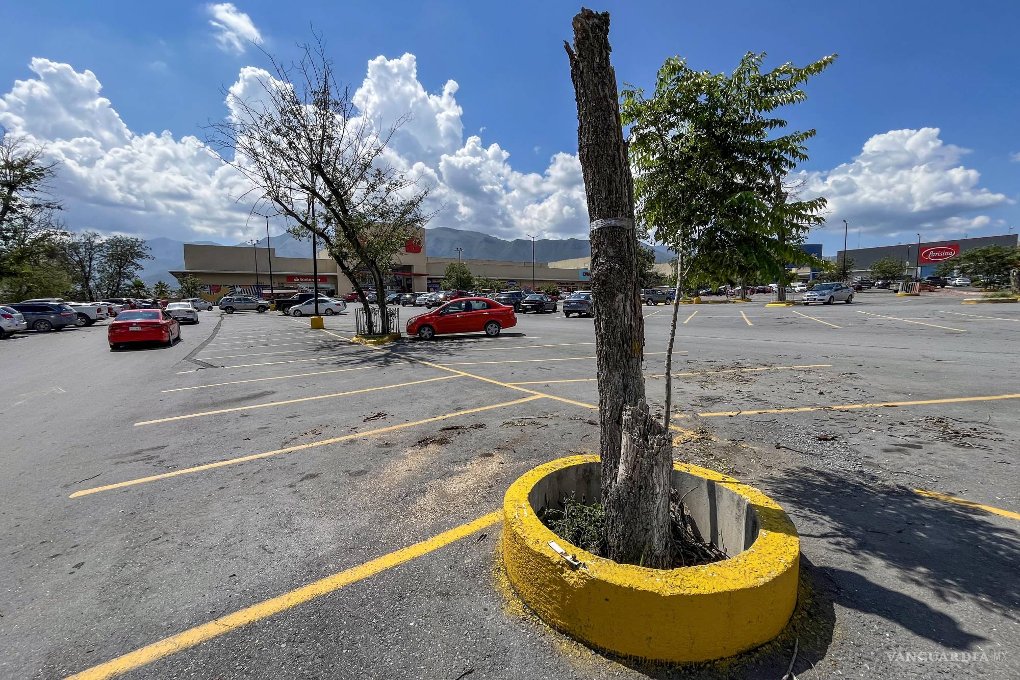 $!Según expertos en la materia, hay varios árboles que tienen más de 2 metros de tierra, impidiendo su consumo de agua.