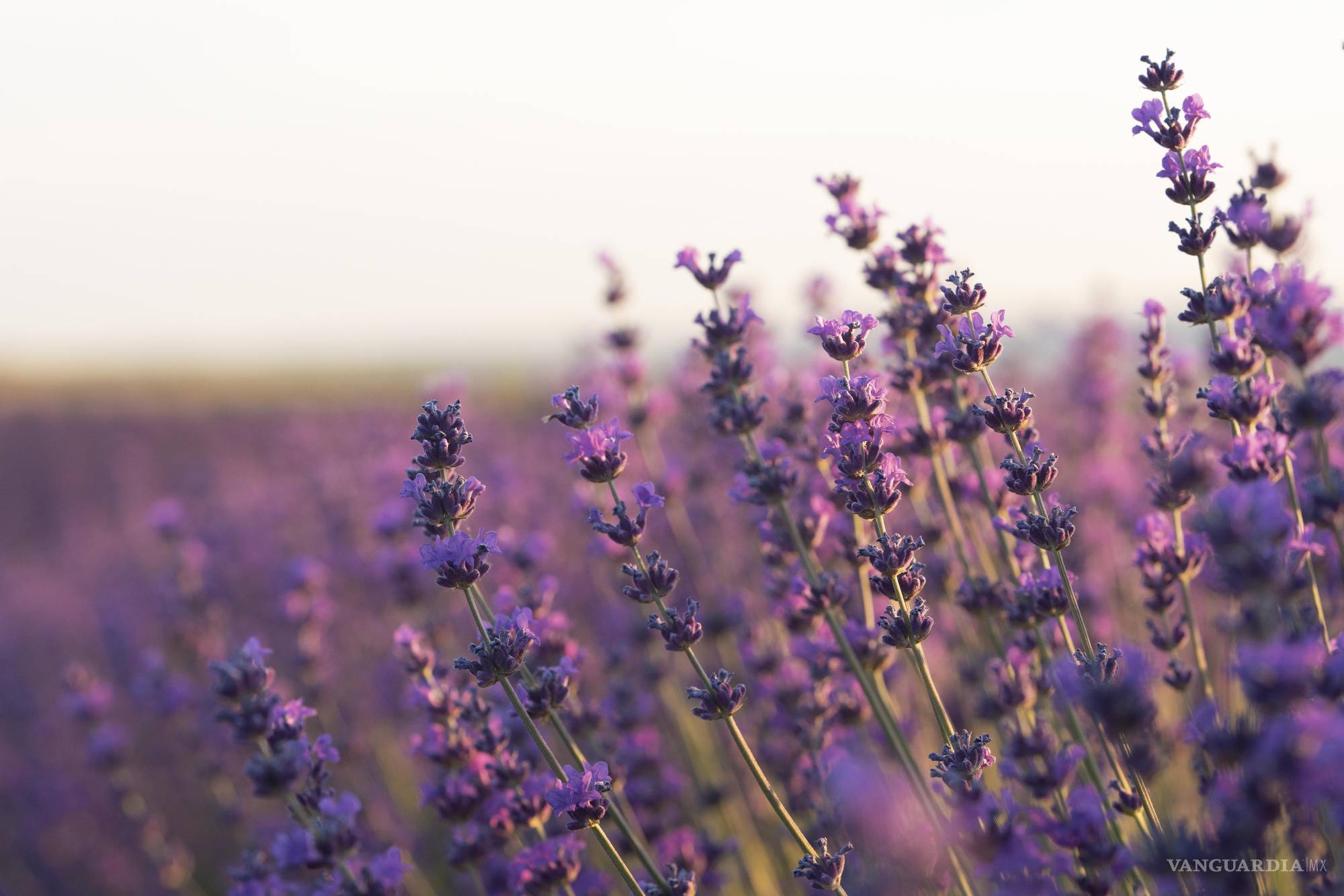 $!Se sabe que los egipcios elaboraban perfumes con lavanda, y cuando se abrió la tumba de Tutankamón.