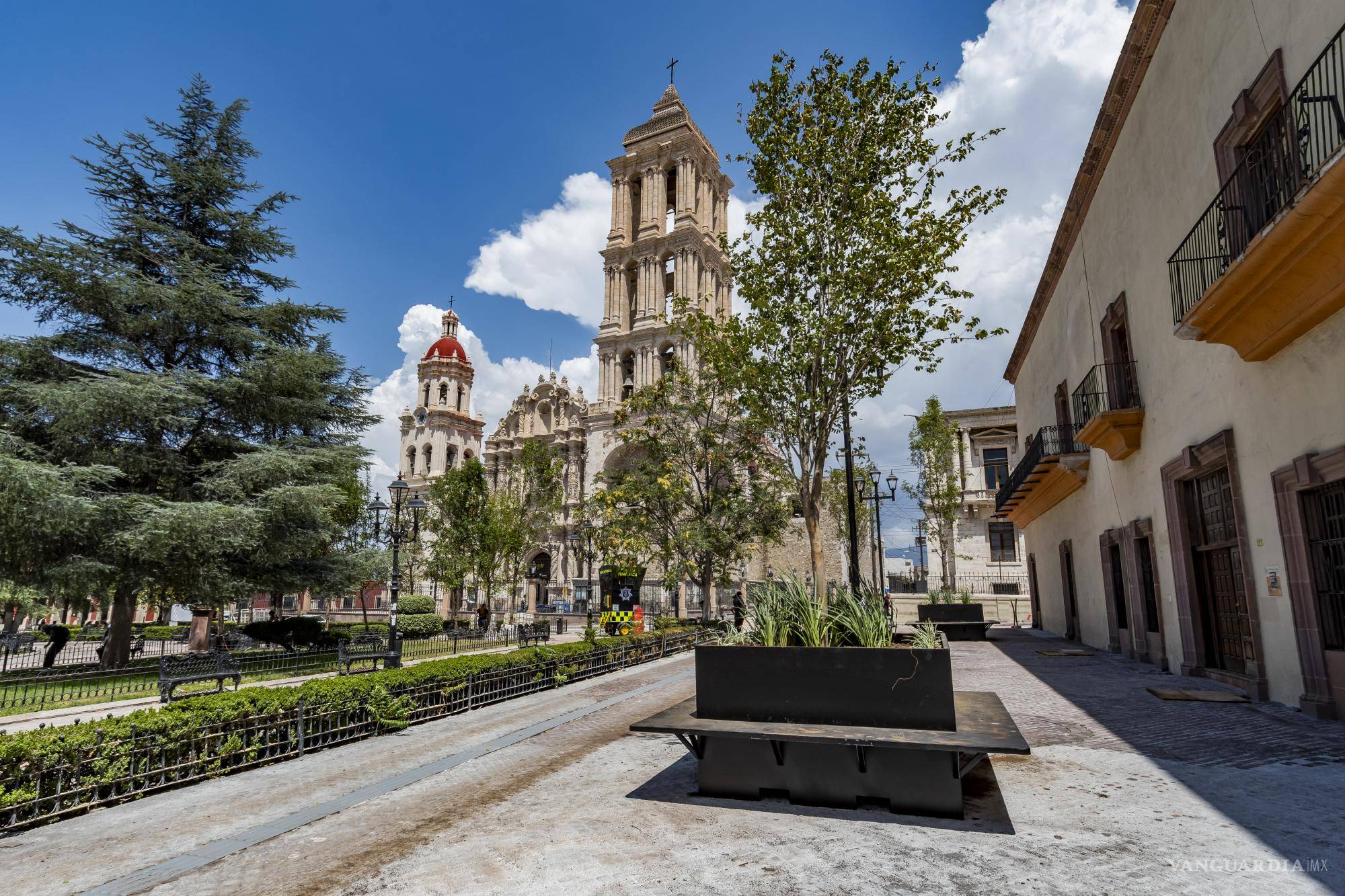 ¿Por qué los árboles de Paseo Capital de Saltillo están en macetas?