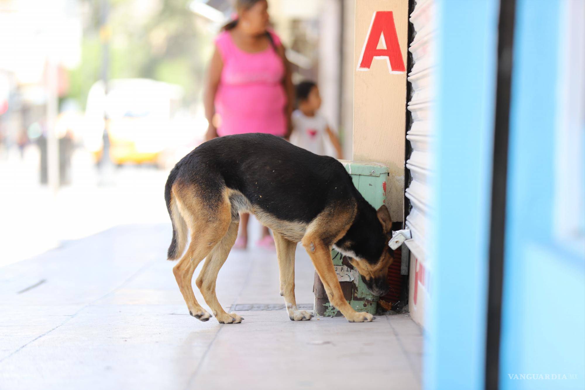 $!Los animales deben tener acceso a agua fresca y limpia.