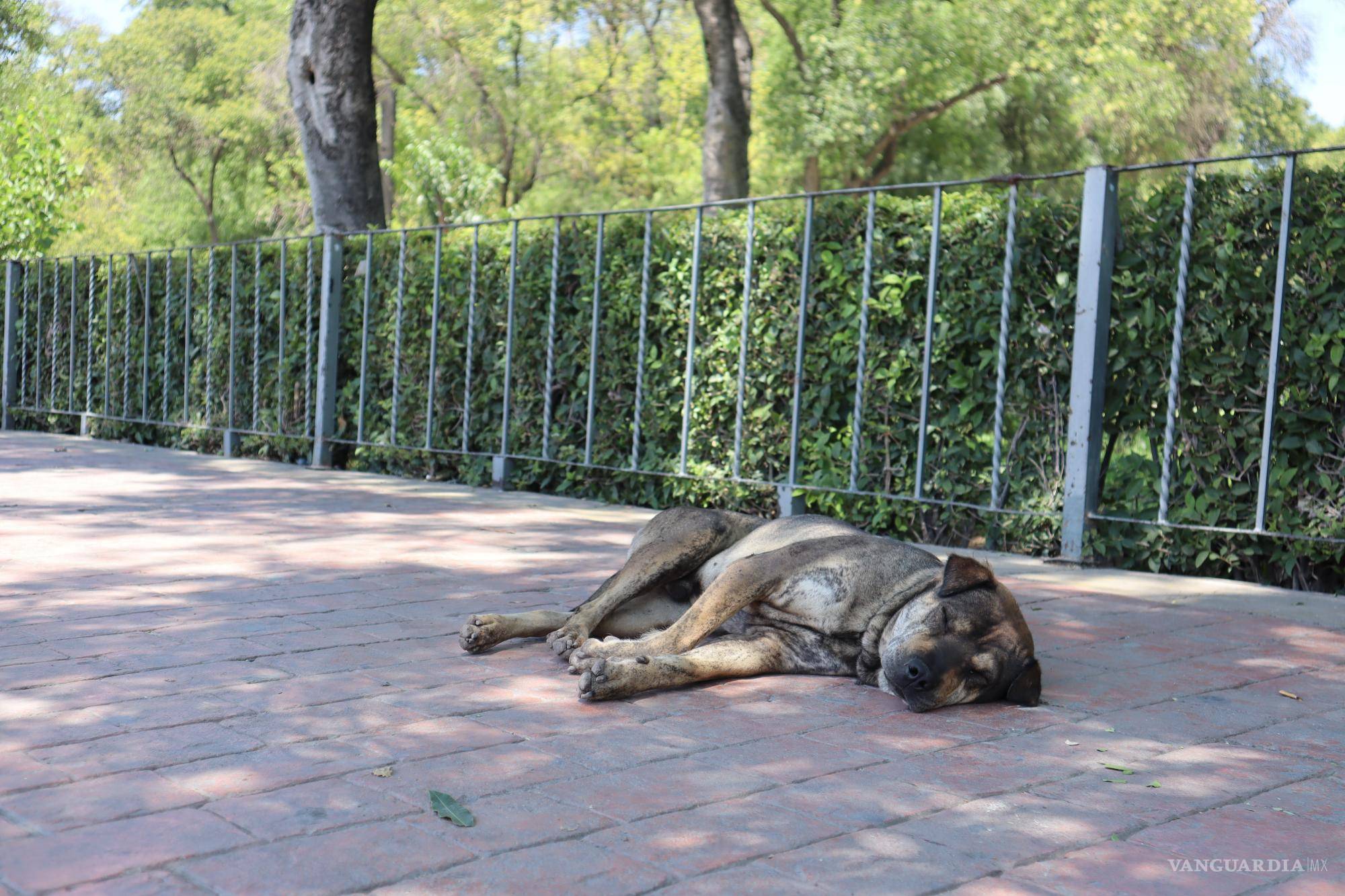 $!Cuando tu perro esté al aire libre, asegúrate de que tenga acceso a áreas con sombra.