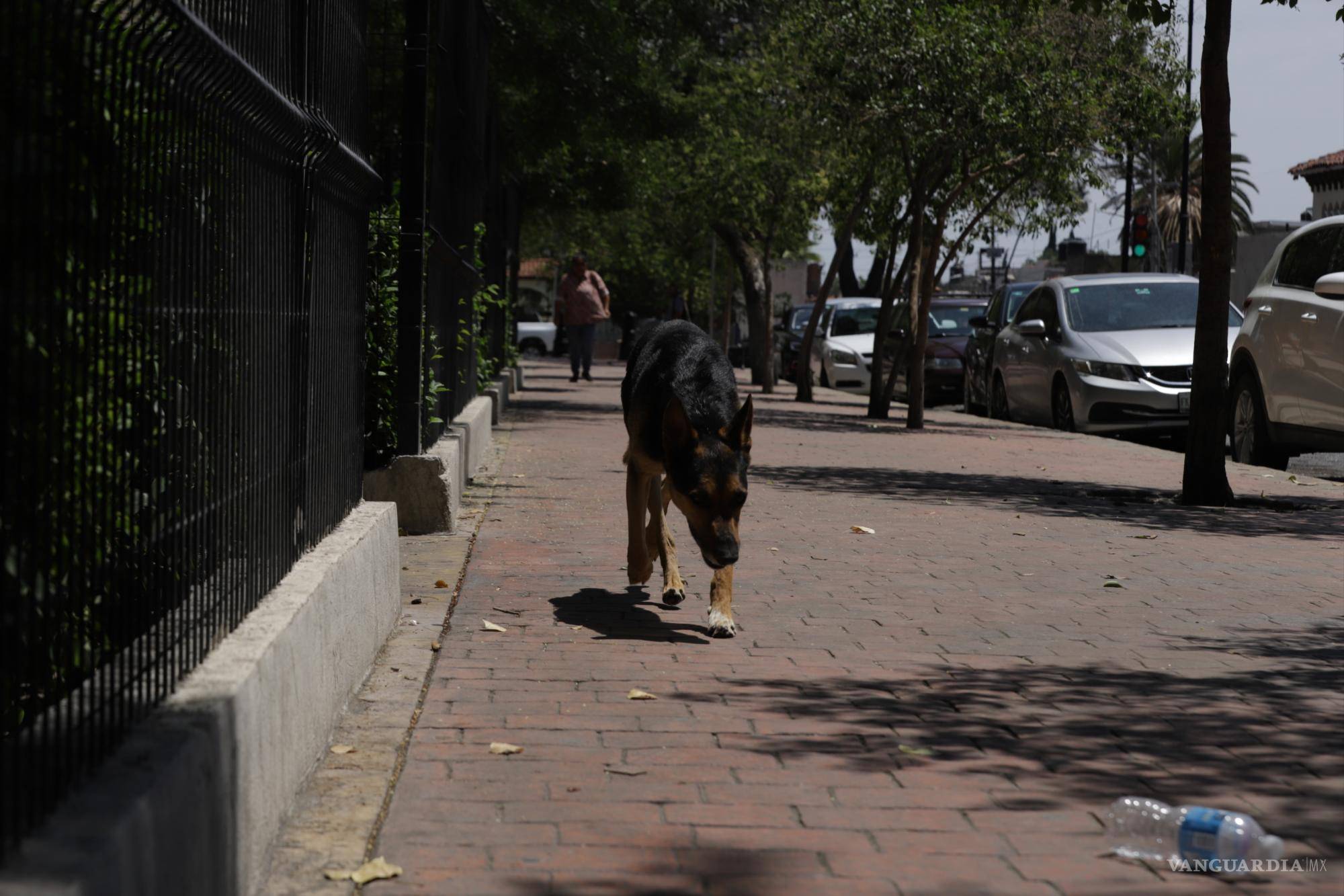 $!Durante el calor opta por paseos más cortos y frecuentes en lugar de largas caminatas.