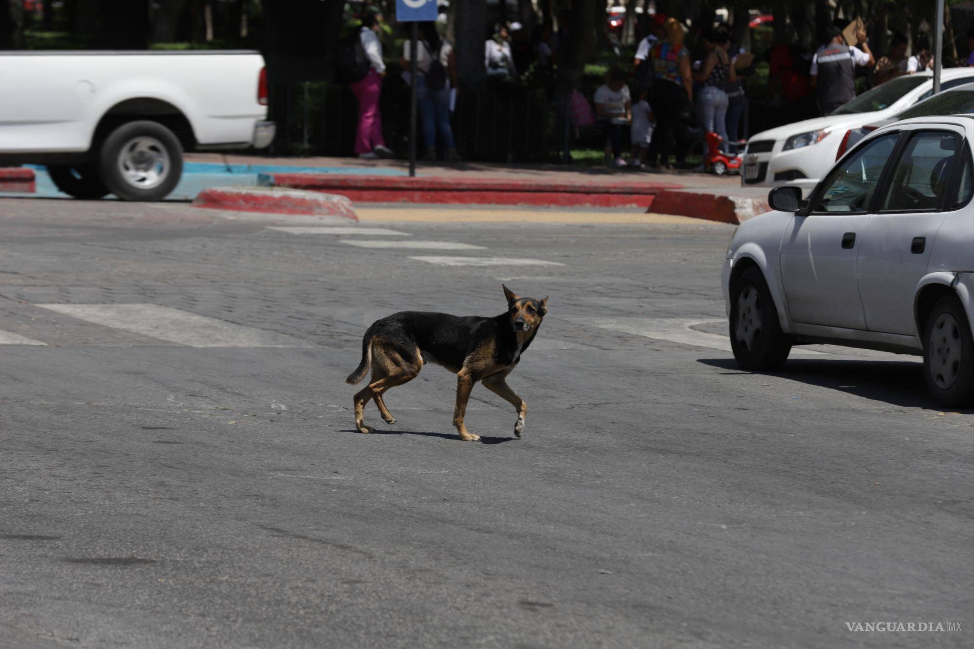 $!El pavimento caliente puede quemar las patas de tu perro. Intenta caminar en áreas sombreadas.