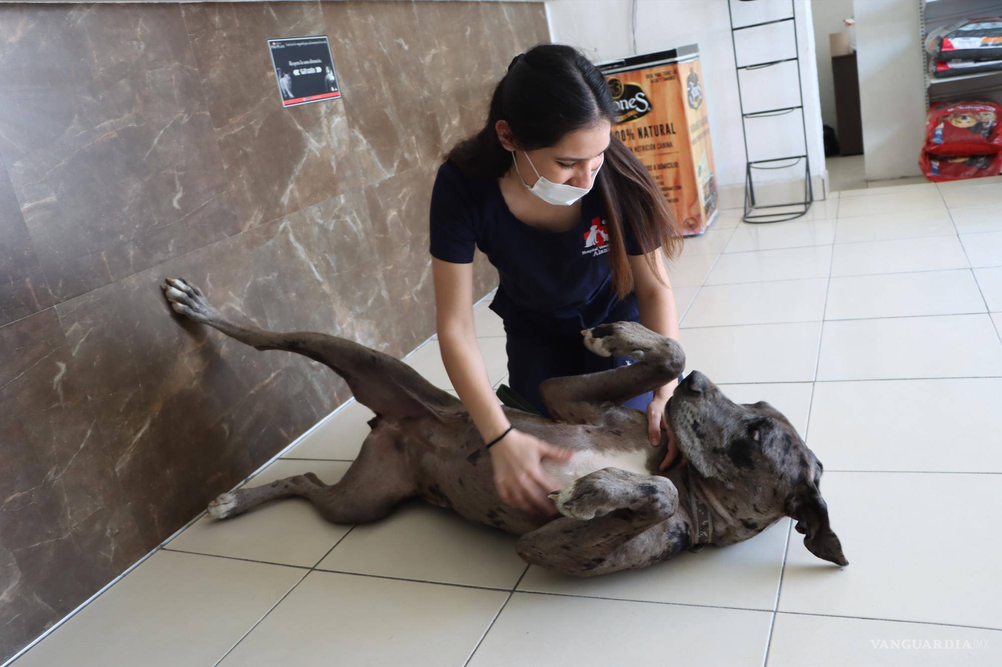 $!La médico veterinaria Karla Barajas de la cínica Pet Save, donde el hospedaje se inclina en mayor número para gatos, comentó que esta próxima temporada vacacional aún no hay muchas solicitudes de hospedajes.