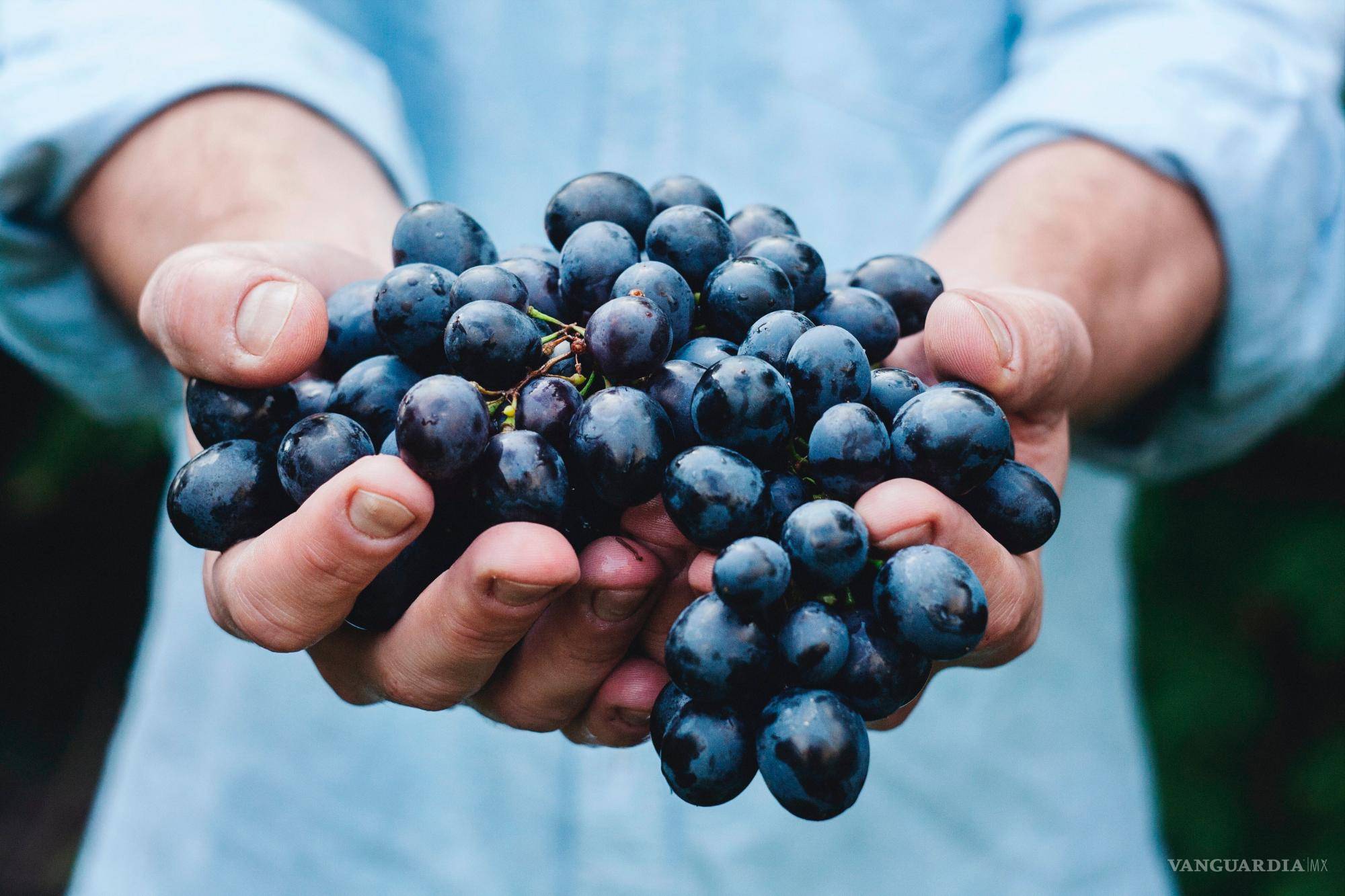 $!La naturaleza nos ofrece cepas de uva, también levadura y, sobre todo, una combinación de condiciones climáticas y geológicas en el viñedo. Pero, para obtener un vino rico por naturaleza, Kim se apoyó de las manos de un enólogo.