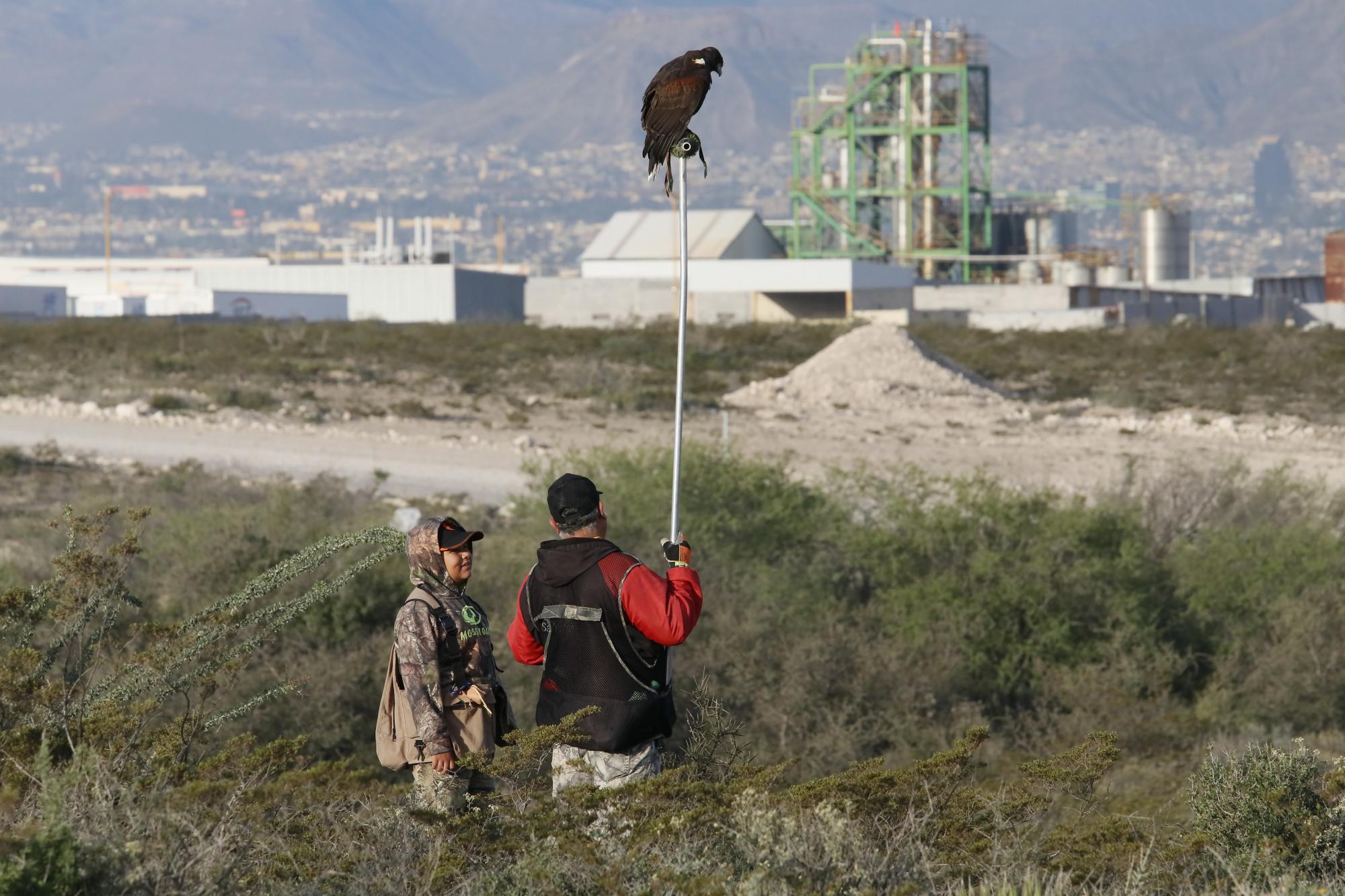 $!”Los Lobos del aire” se preparan para liberar a sus halcones de Harris en un espacio natural en la zona conurbada de Saltillo, Arteaga y Ramos Arizpe.