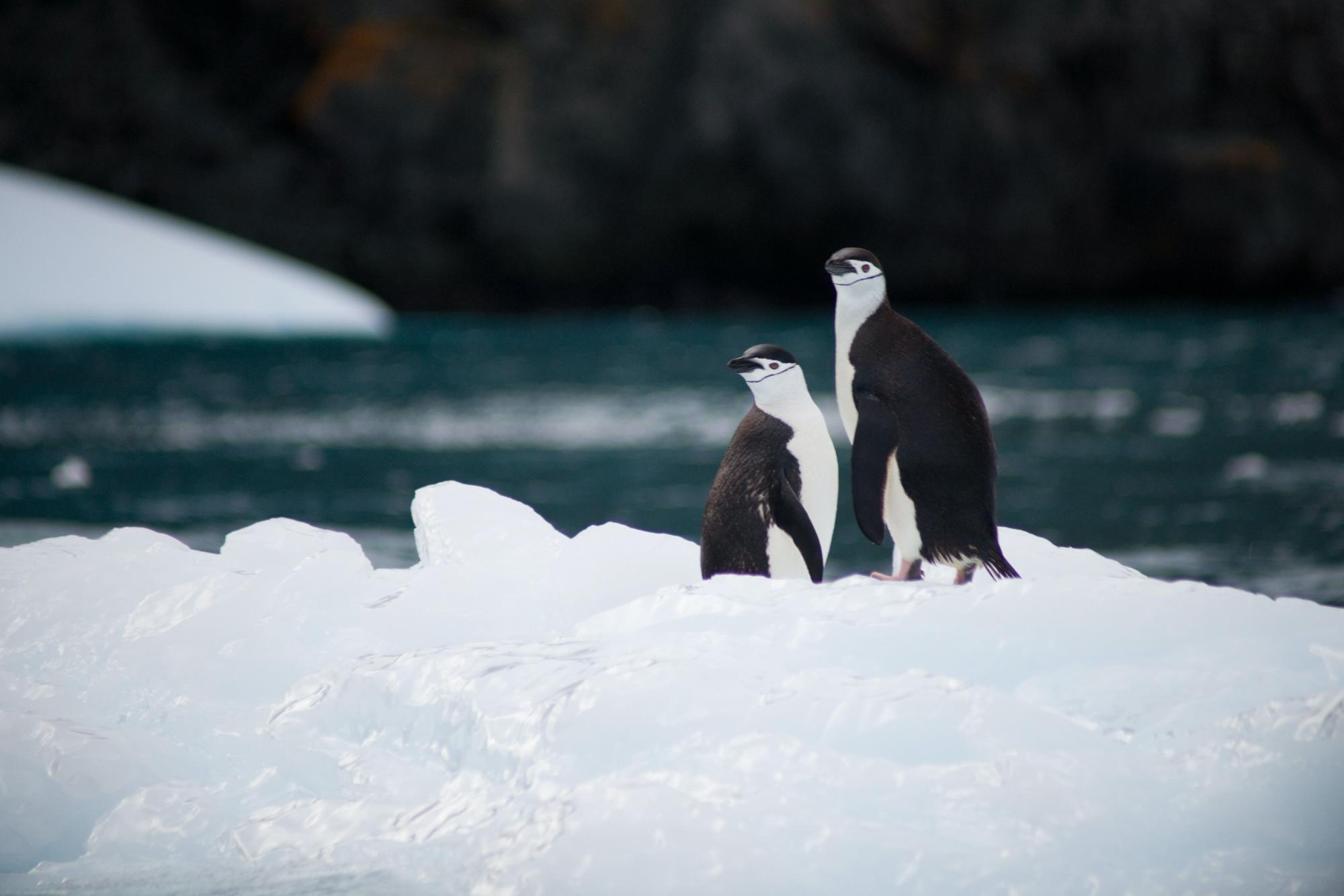 $!No podemos actuar conjuntamente para poner la Antártida fuera de los límites del turismo, nuestro impacto podría llegar incluso más allá de este planeta.