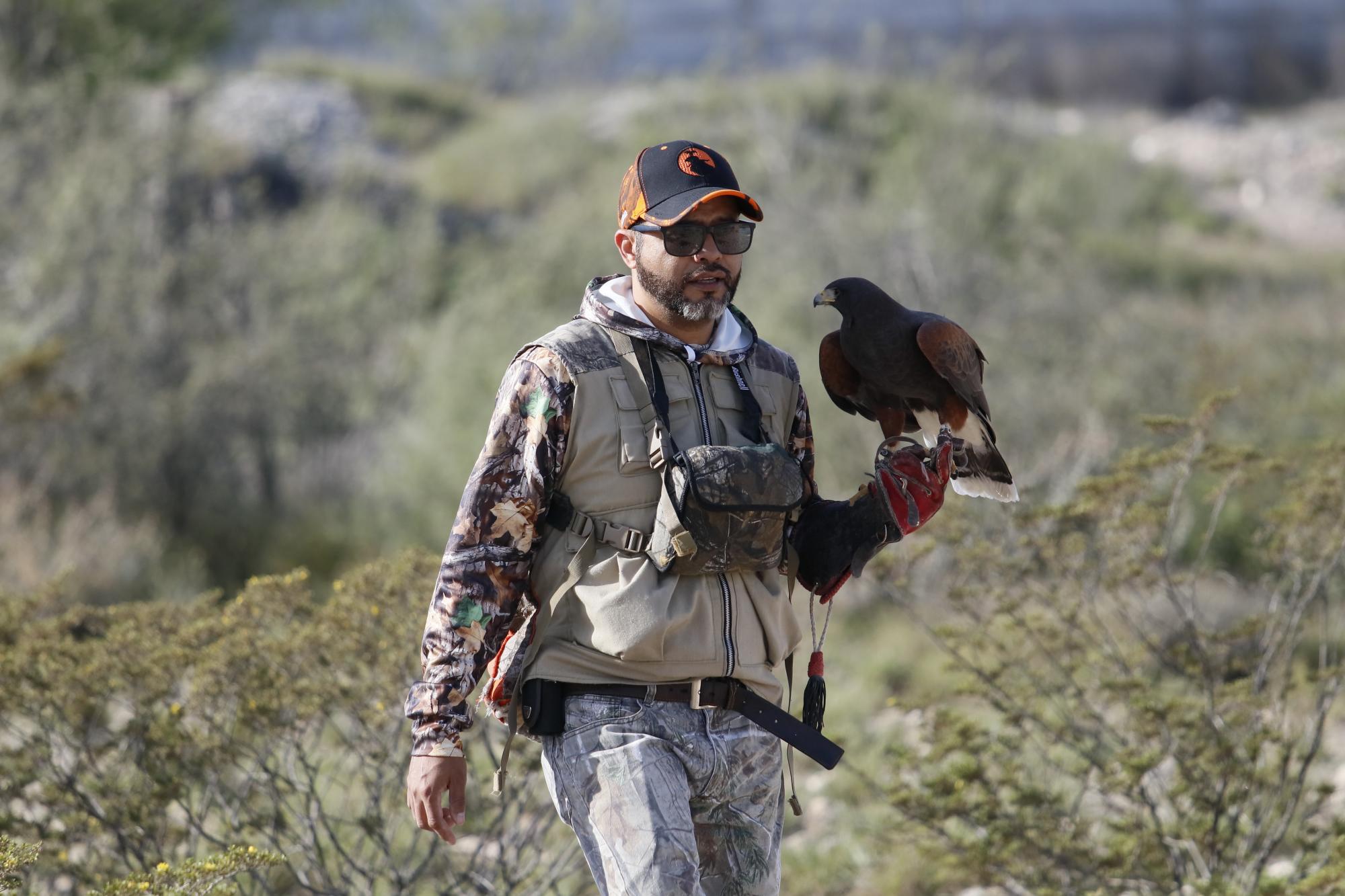 $!Un cetrero cuidadosamente sostiene a su ave mientras se prepara para soltarla y permitirle cazar en su entorno natural.