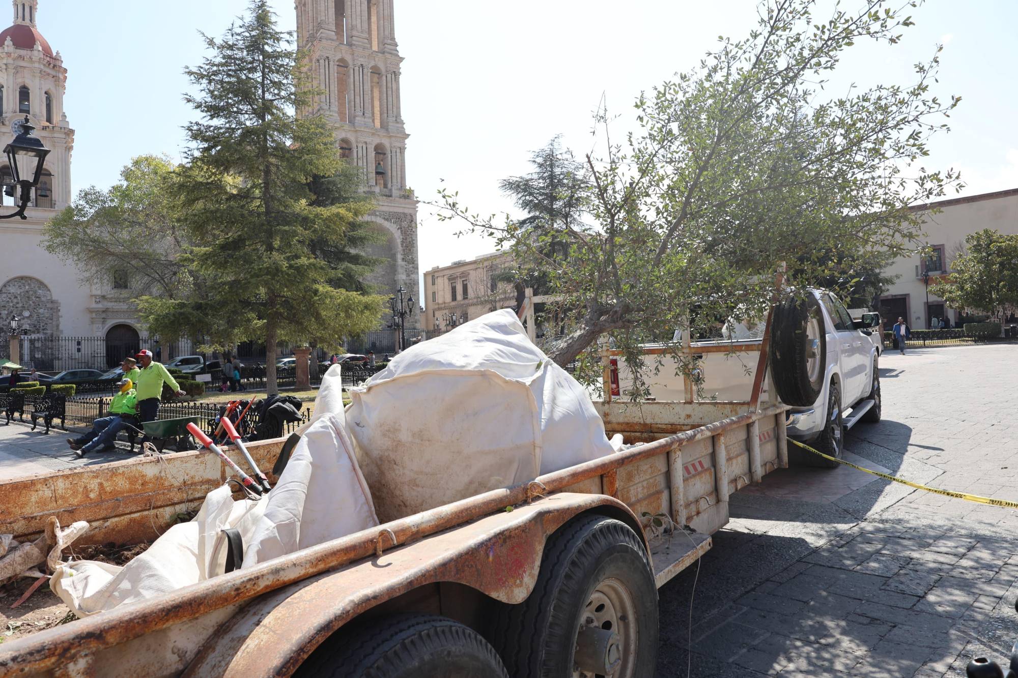 $!Los encinos siempre verdes, de hasta 8 metros de altura, serán los nuevos guardianes de la Plaza de Armas de Saltillo.